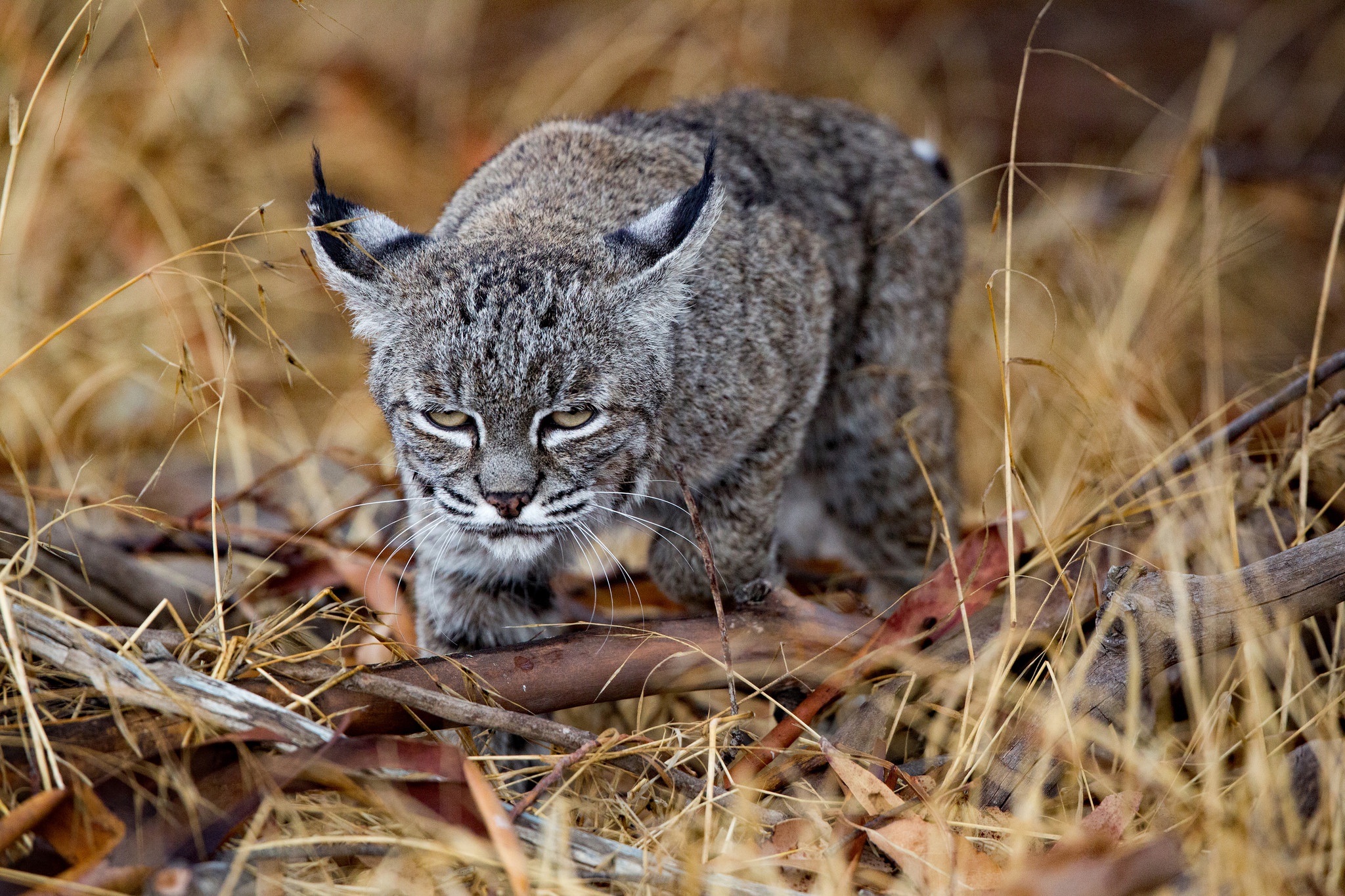 Descarga gratis la imagen Animales, Gatos, Lince en el escritorio de tu PC