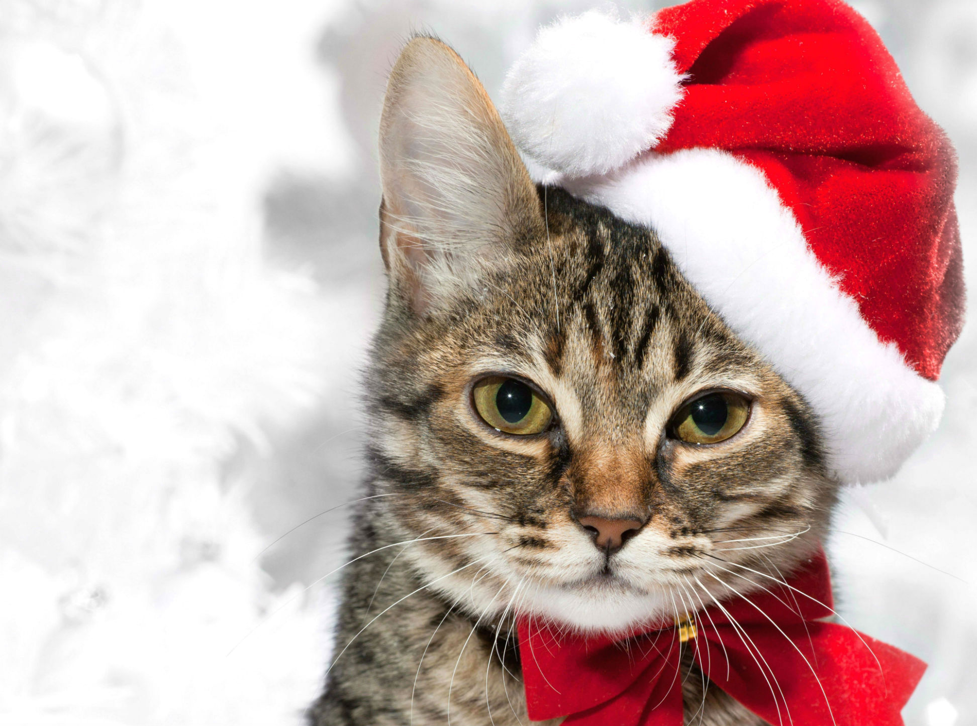 Скачати мобільні шпалери Капелюх Діда Мороза, Різдво, Кішка, Свято безкоштовно.
