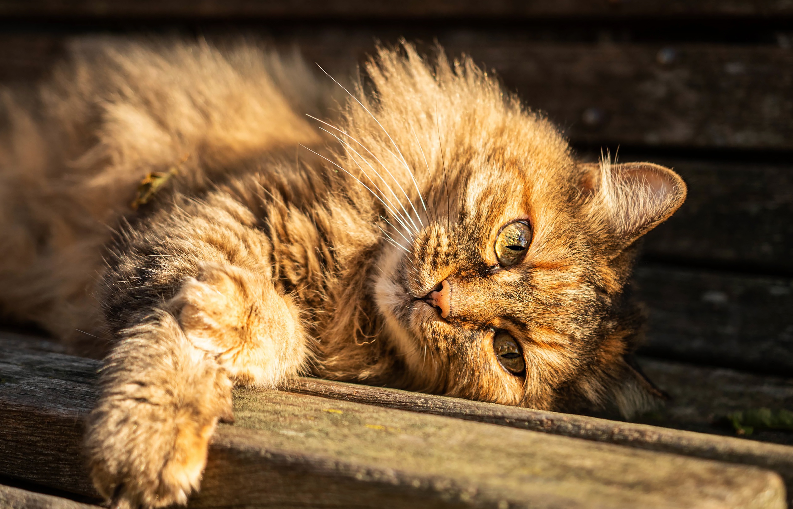 Baixar papel de parede para celular de Animais, Gatos, Gato gratuito.