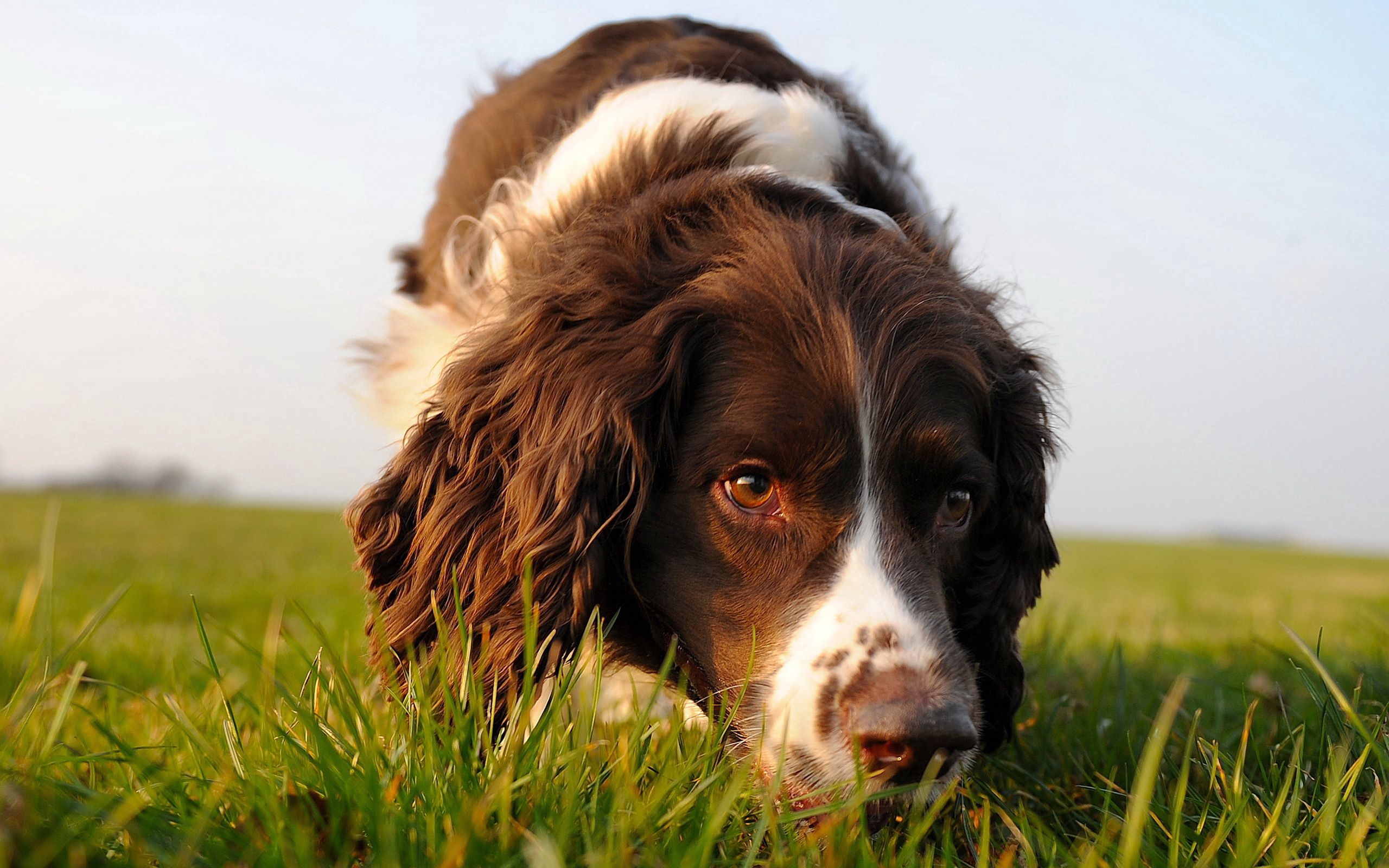 animals, grass, dog, muzzle, curly, search