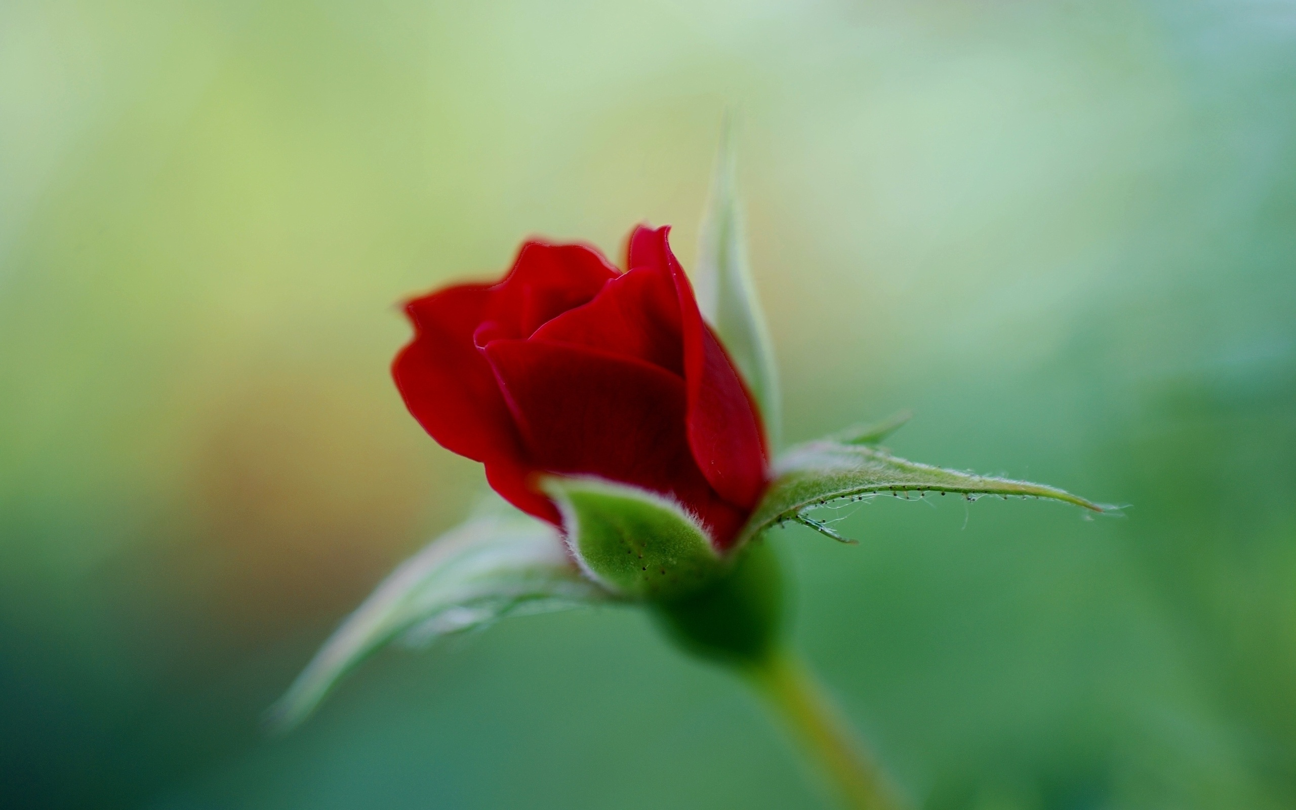 Laden Sie das Blumen, Rose, Erde/natur-Bild kostenlos auf Ihren PC-Desktop herunter