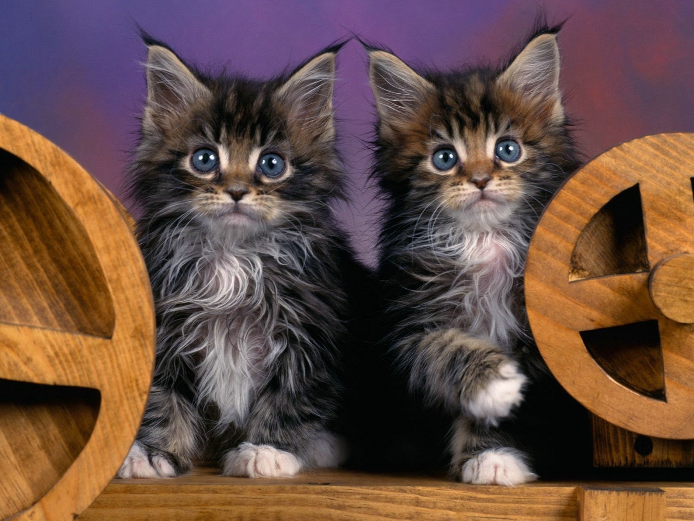 cats, animals Desktop home screen Wallpaper