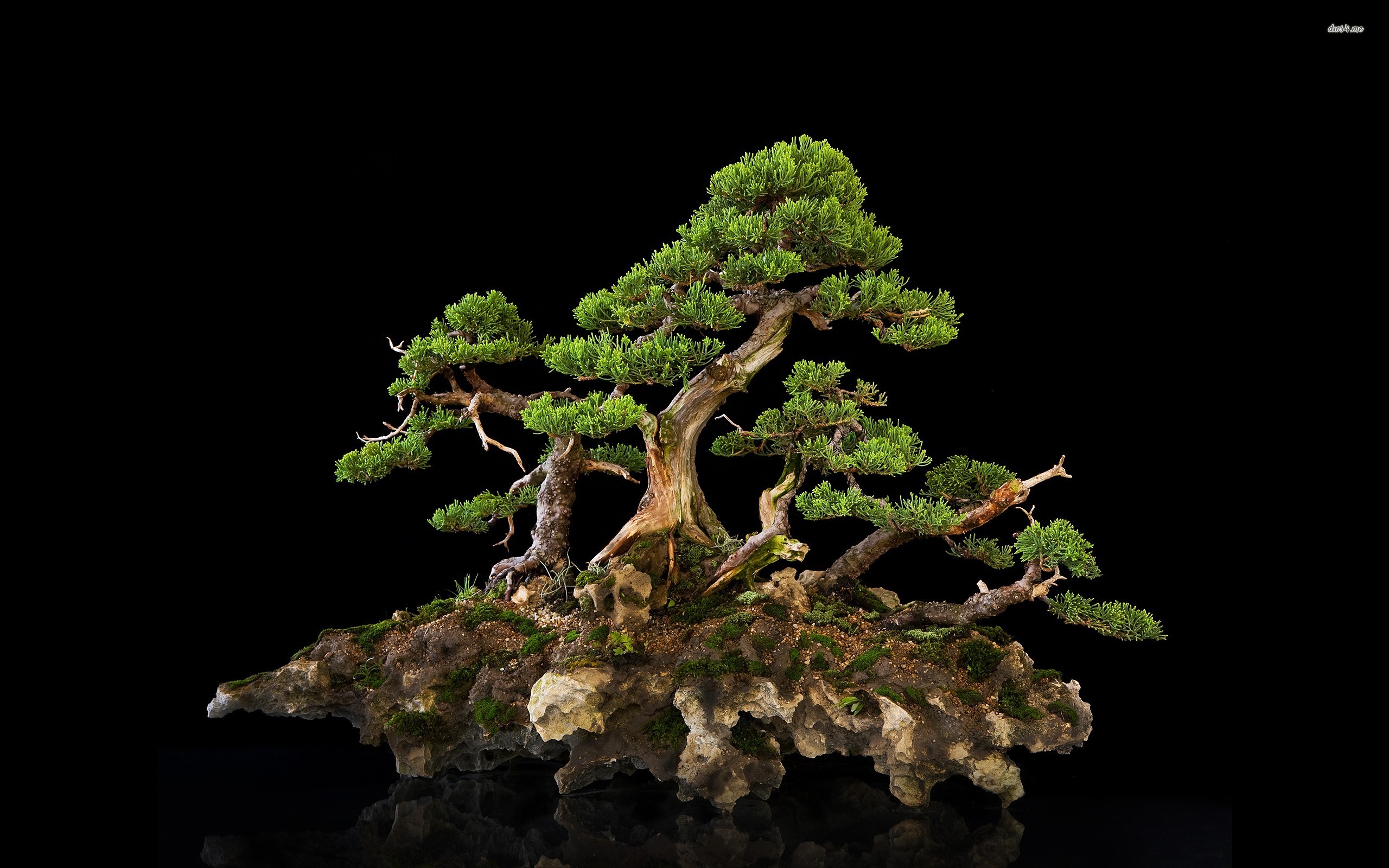 bonsai, earth, tree