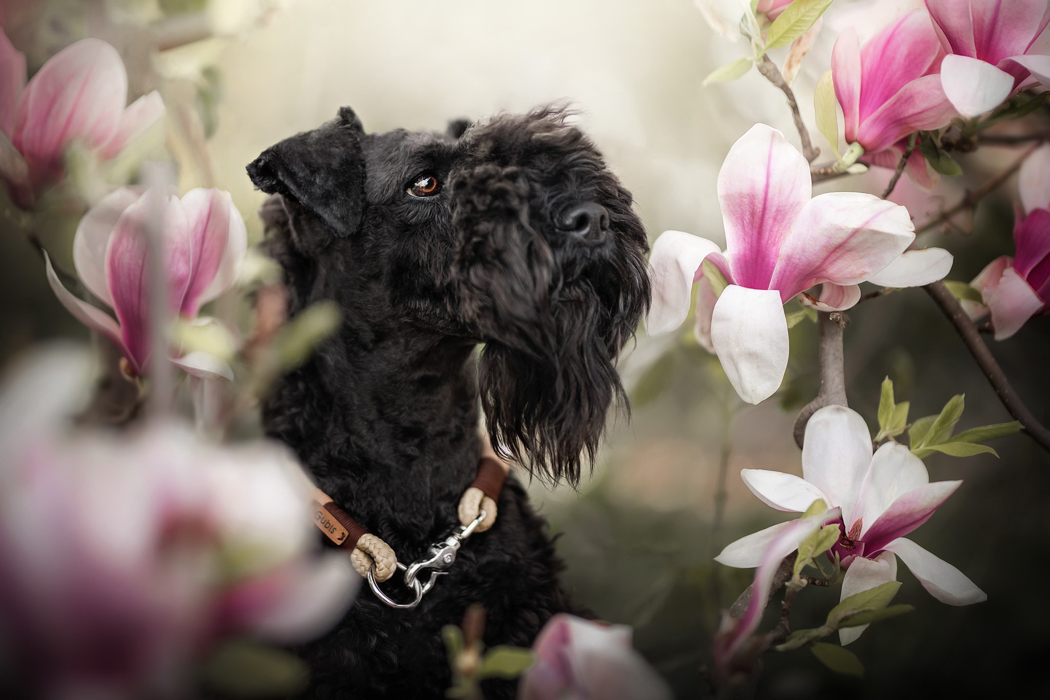 Download mobile wallpaper Dogs, Flower, Dog, Animal for free.
