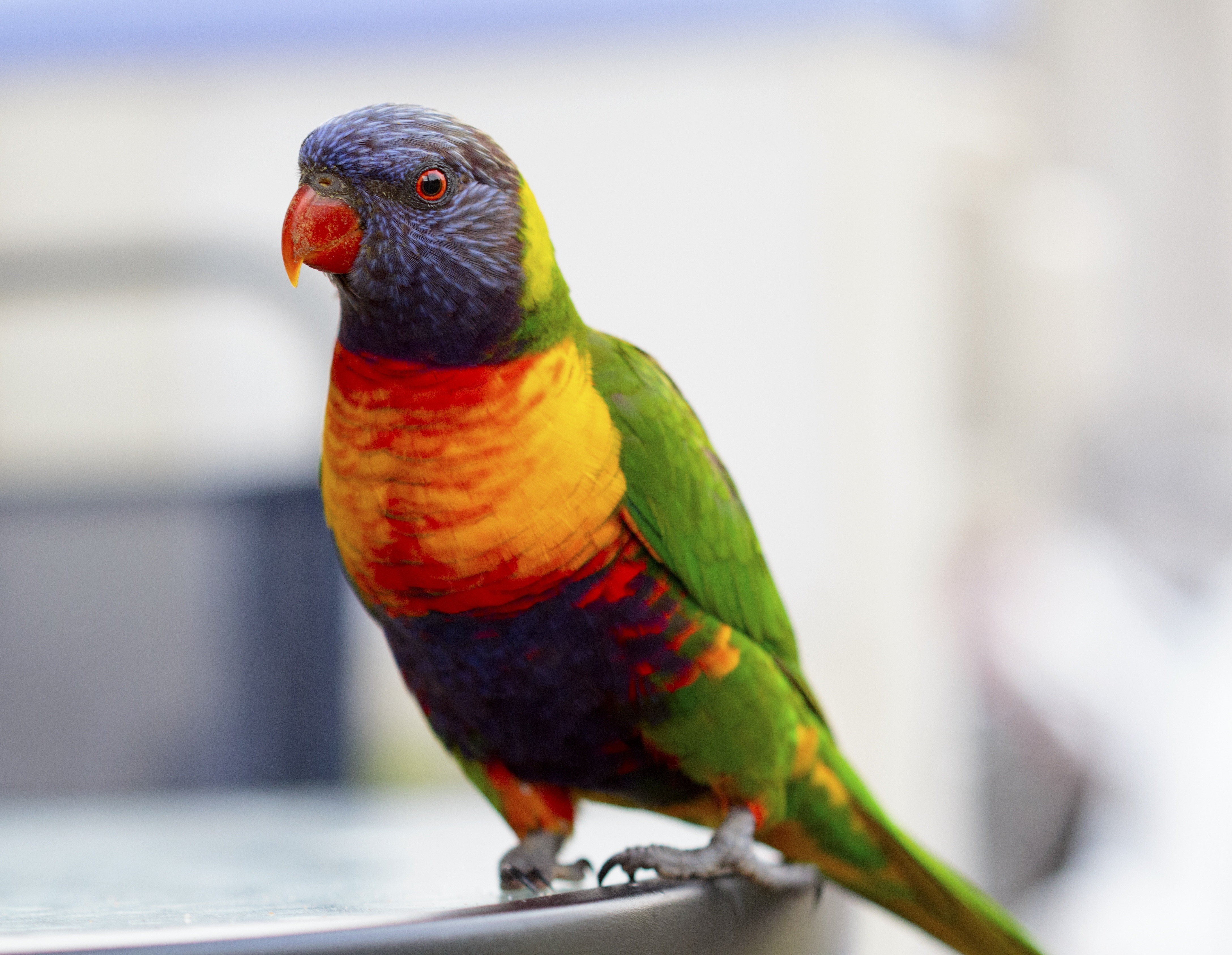 Descarga gratuita de fondo de pantalla para móvil de Animales, Abigarrado, Pájaro, Multicolor, Loros.