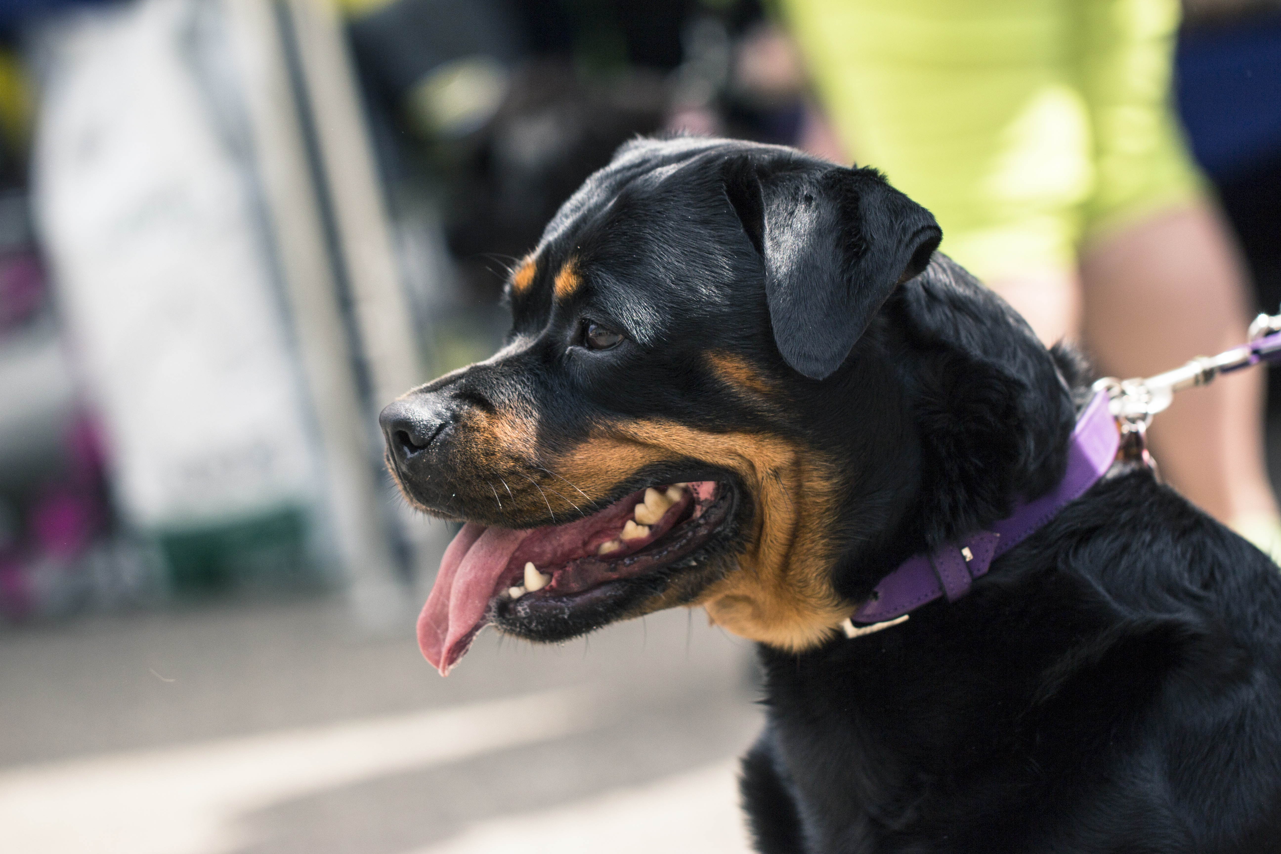 Handy-Wallpaper Hund, Profil, Rottweiler, Schnauze, Tiere kostenlos herunterladen.