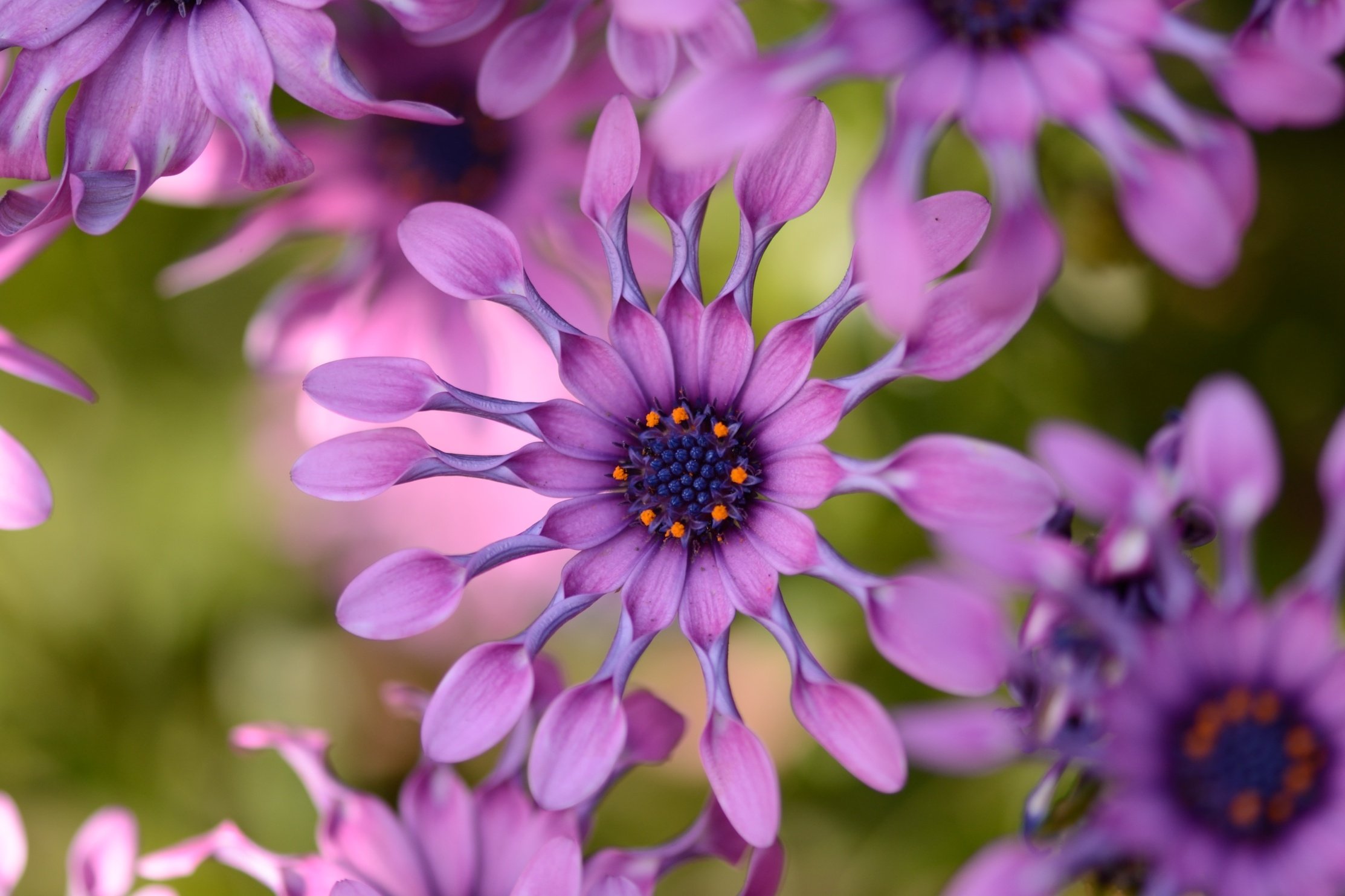 Download mobile wallpaper Flower, Close Up, Earth, Daisy, African Daisy, Purple Flower for free.