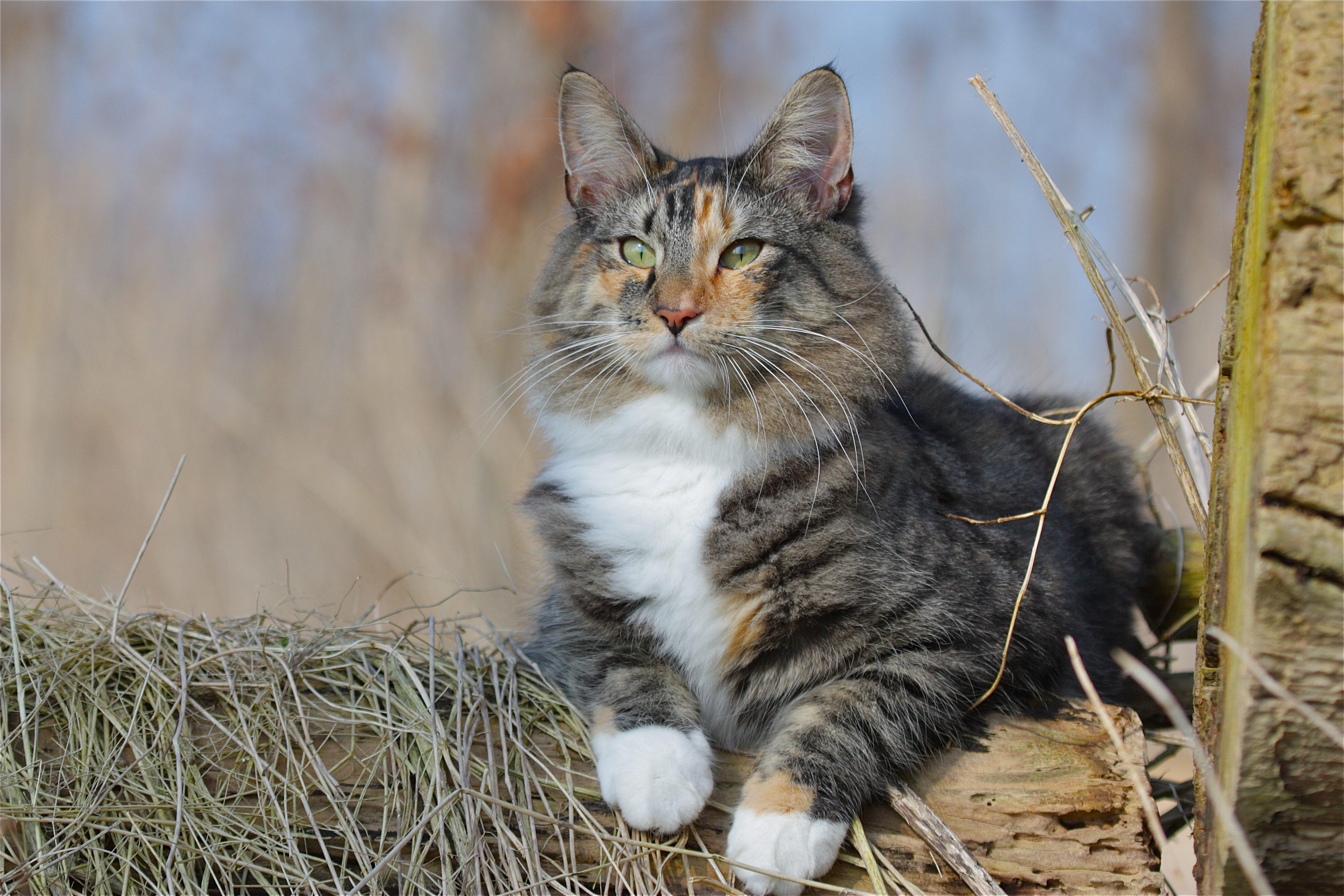 Baixar papel de parede para celular de Animais, Gatos, Gato, Olhar Fixamente gratuito.