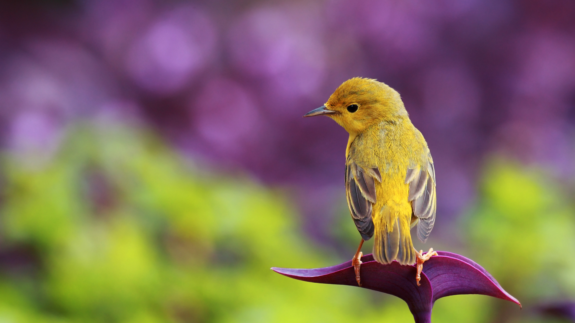 Download mobile wallpaper Animals, Violet, Birds for free.