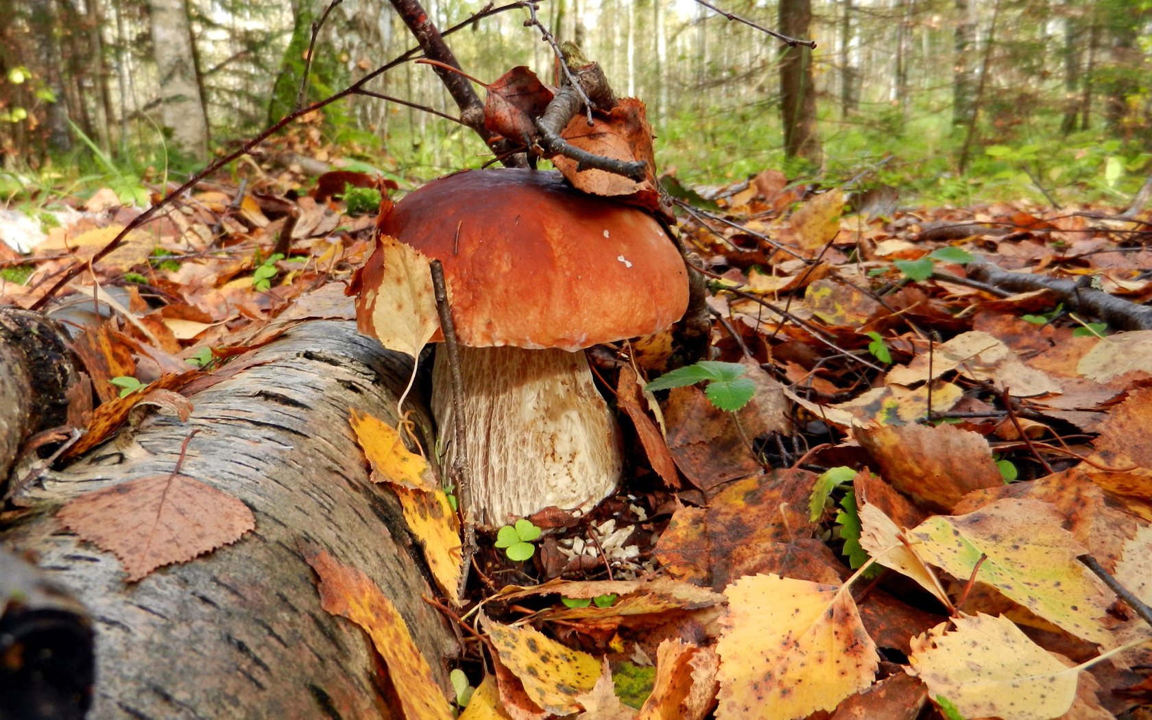 Handy-Wallpaper Pilz, Erde/natur kostenlos herunterladen.