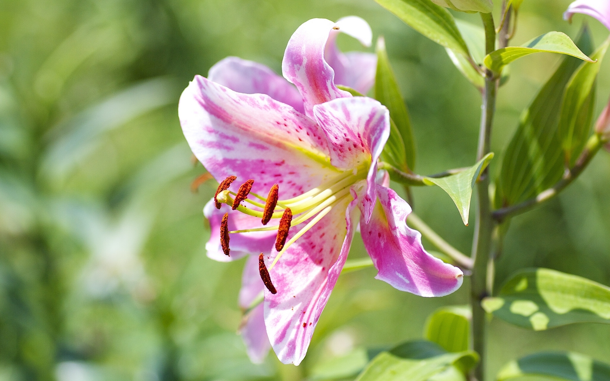 Laden Sie das Blumen, Lilie, Erde/natur-Bild kostenlos auf Ihren PC-Desktop herunter