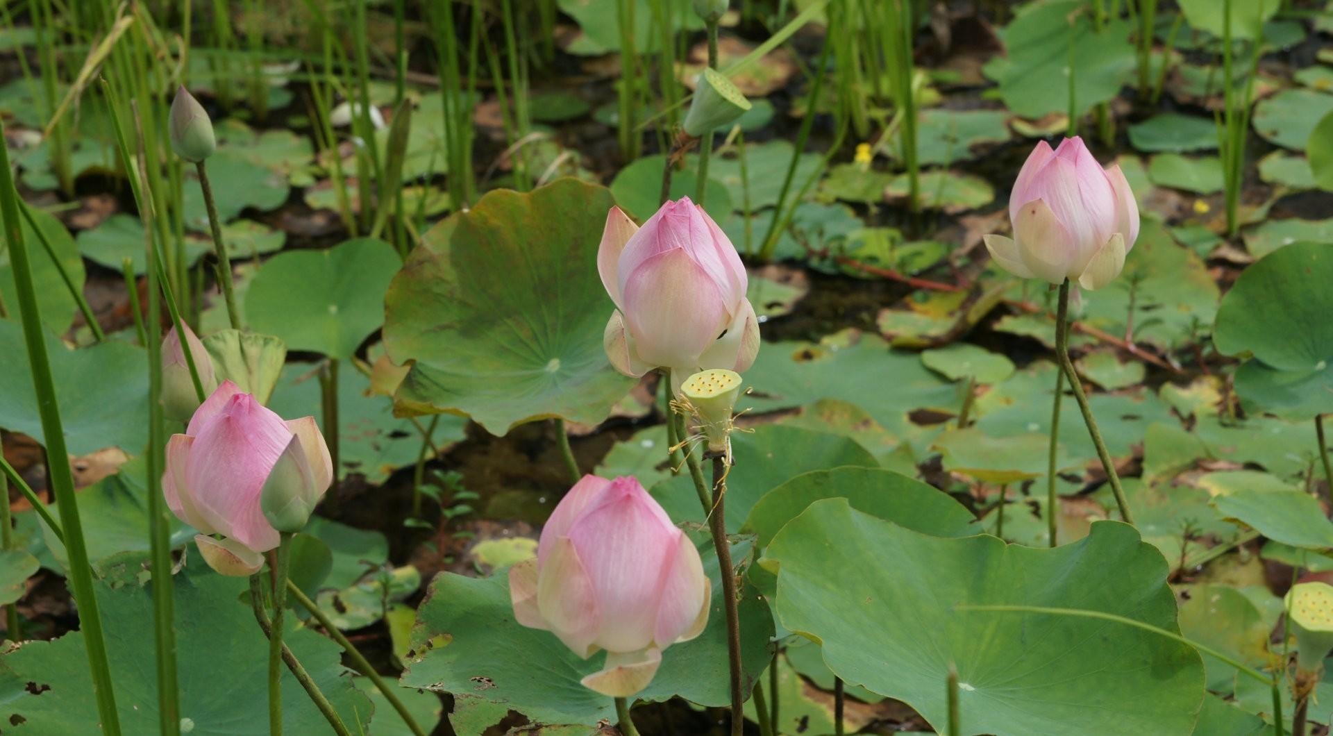 pond, lotuses, flowers, greens, buds