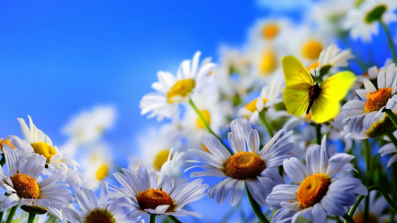 Скачать картинку Бабочки, Насекомые, Цветы, Ромашки, Растения в телефон бесплатно.