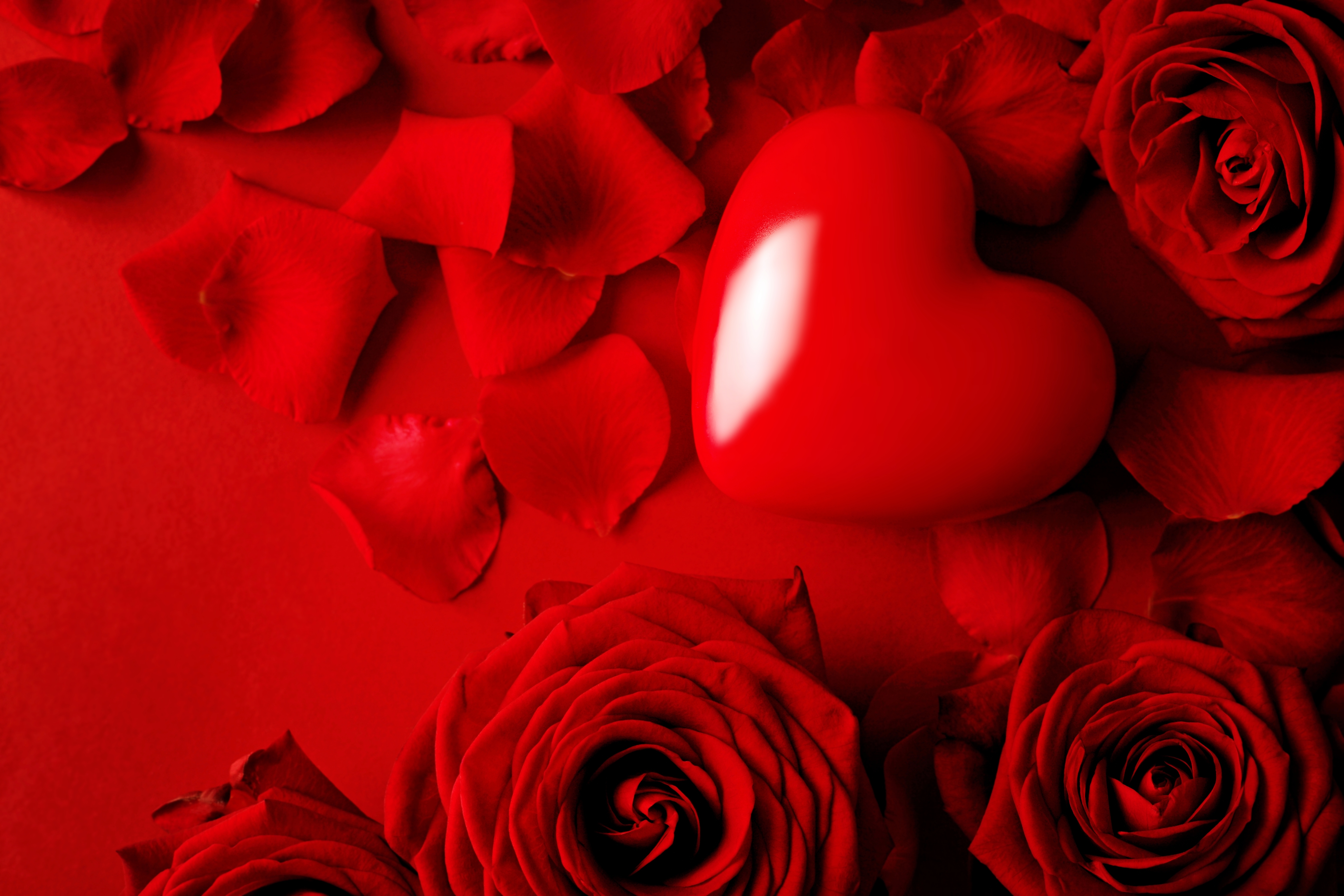Download mobile wallpaper Red Flower, Red Rose, Flowers, Flower, Rose, Heart, Earth, Love for free.