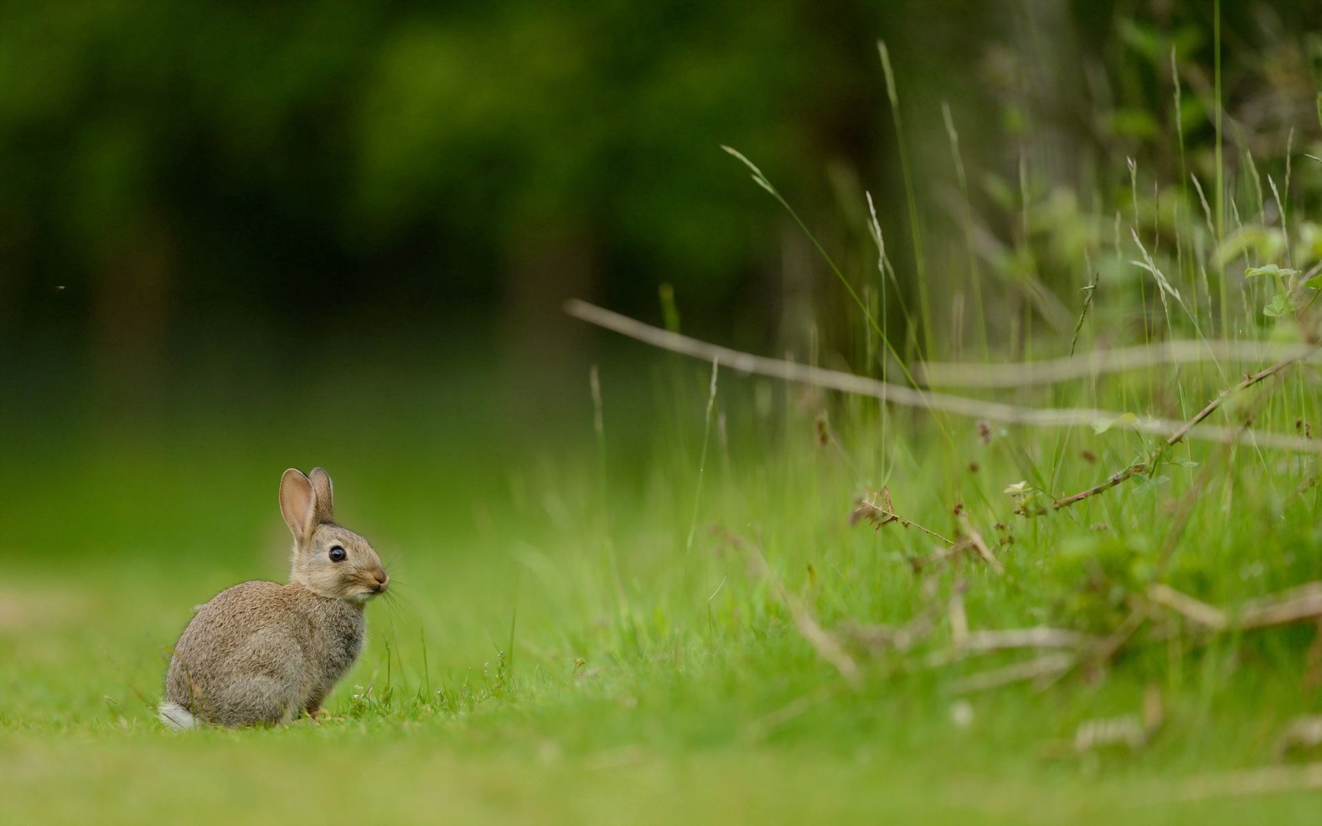 Download mobile wallpaper Grass, Animals, Hare, Rabbit for free.