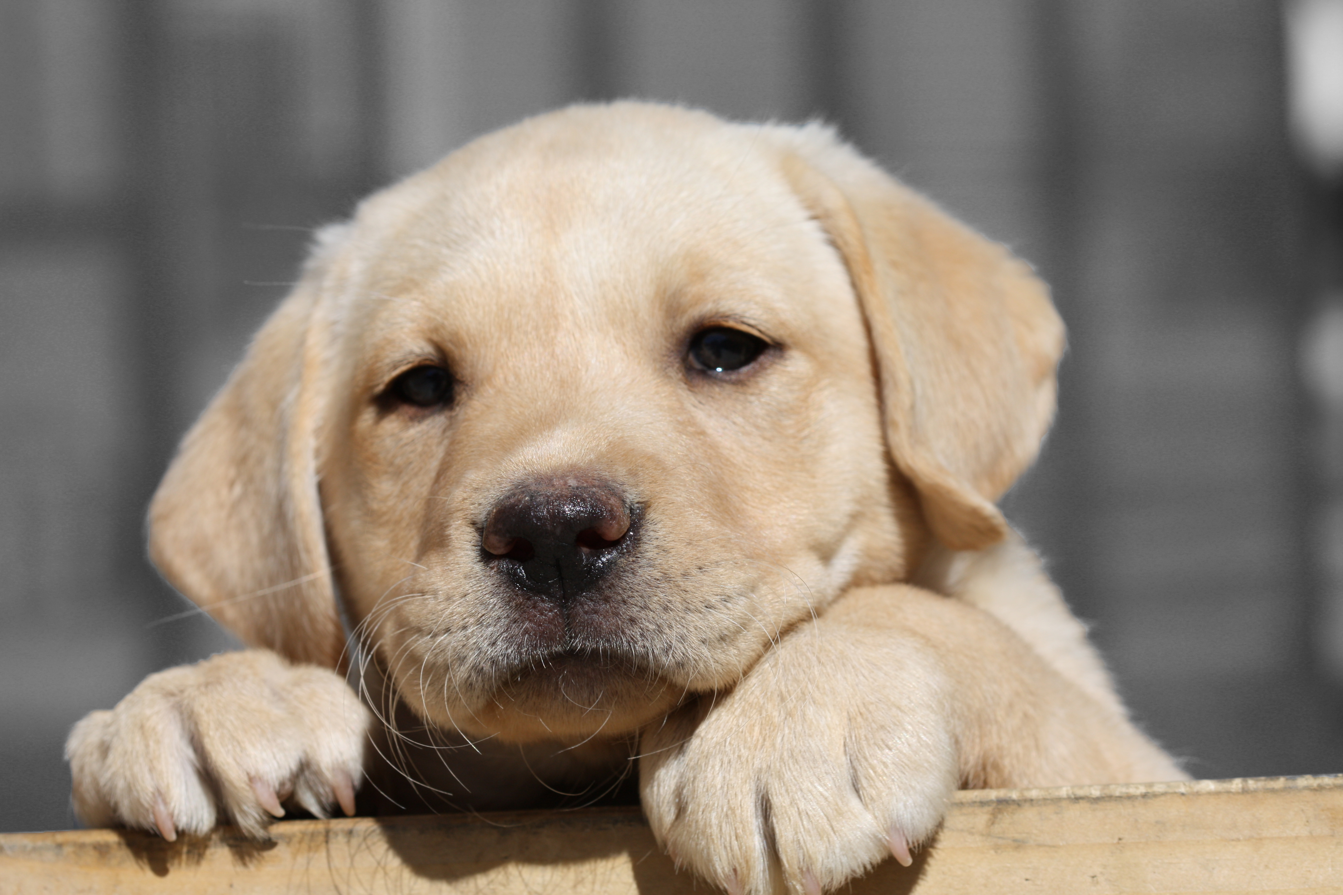 Handy-Wallpaper Tiere, Hunde, Labrador Retriever kostenlos herunterladen.