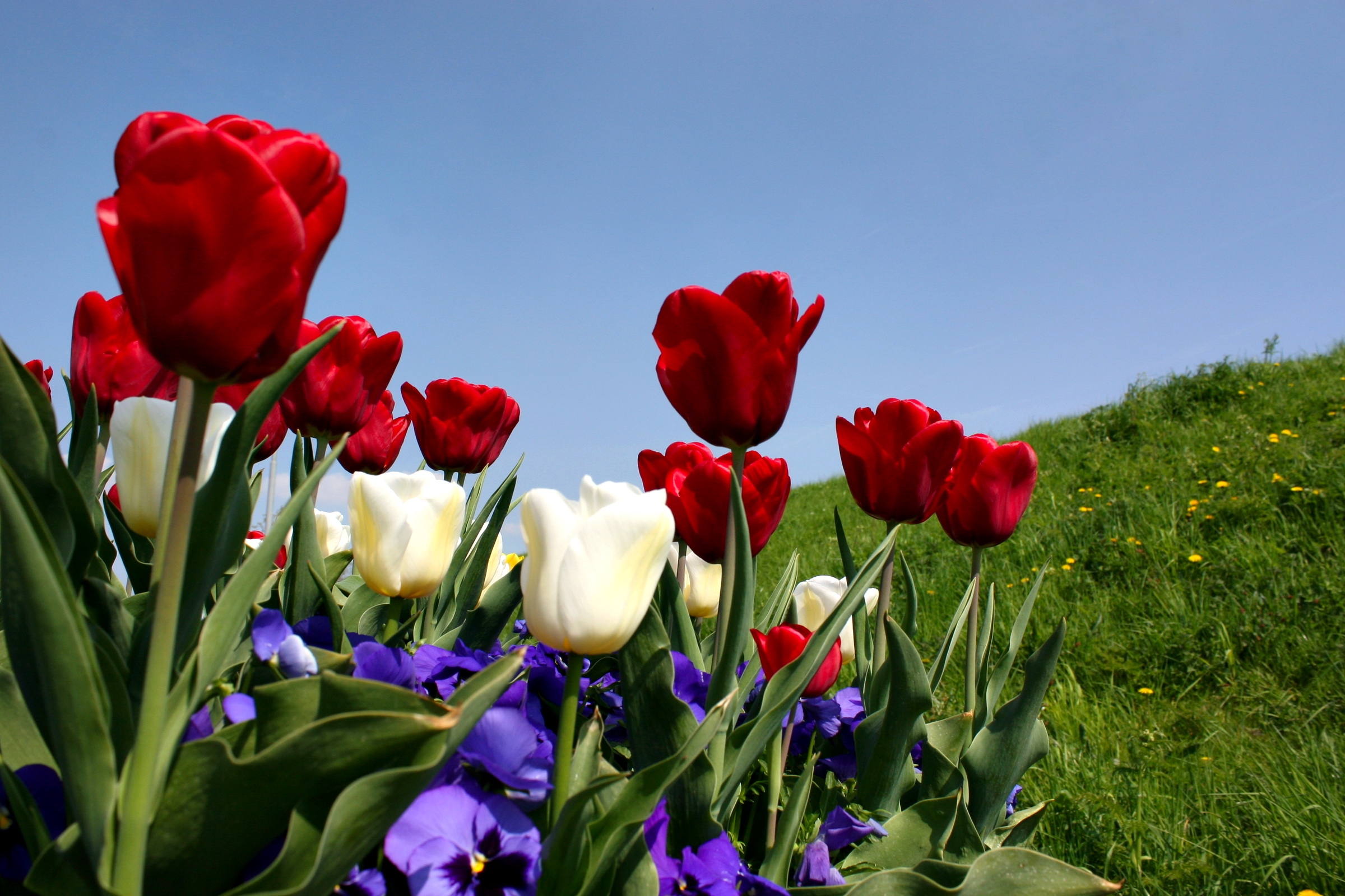 101390 descargar fondo de pantalla tulipanes, flores, hierba, cielo, pensamientos, pendiente, cuesta: protectores de pantalla e imágenes gratis