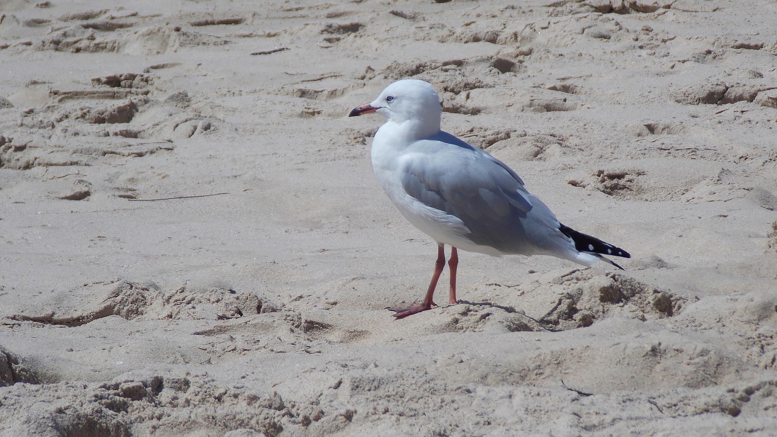 Free download wallpaper Birds, Beach, Sand, Bird, Animal, Seagull on your PC desktop