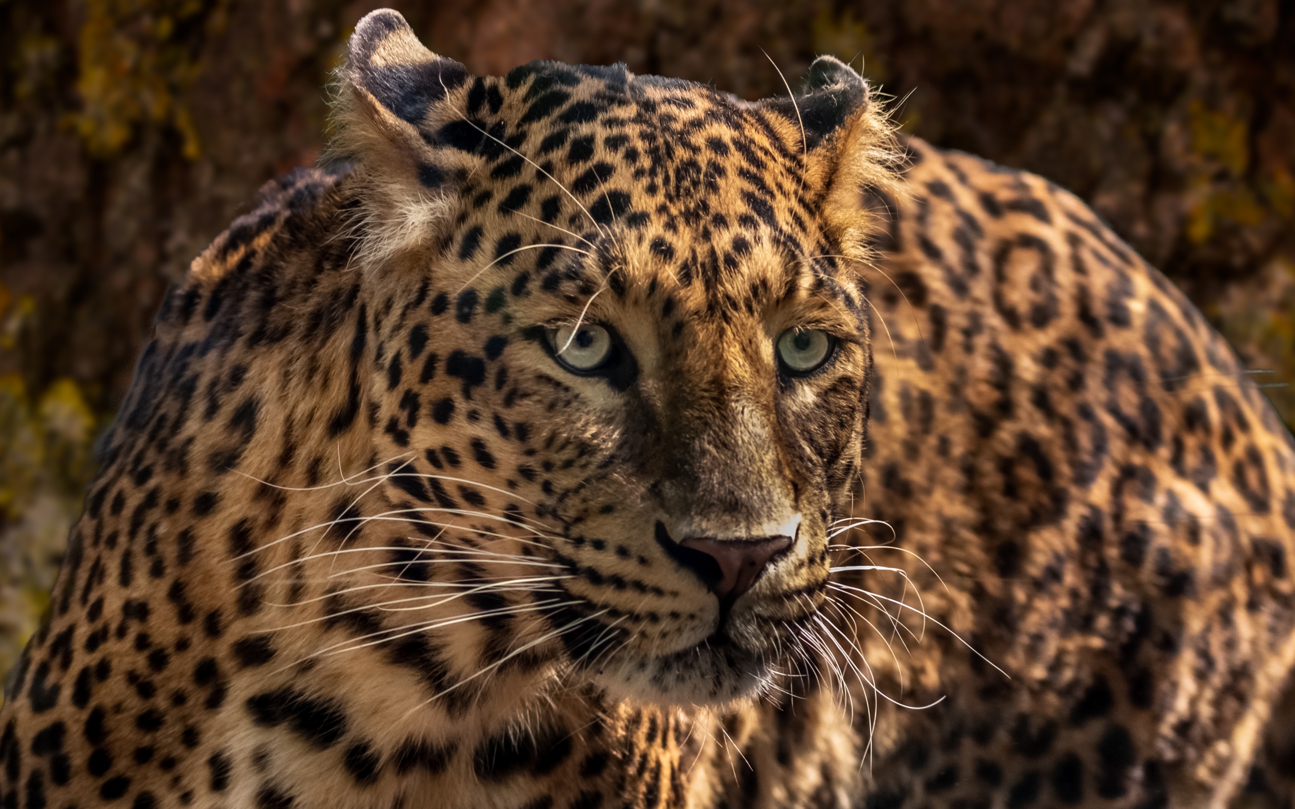 Descarga gratuita de fondo de pantalla para móvil de Animales, Gatos, Jaguar, De Cerca.