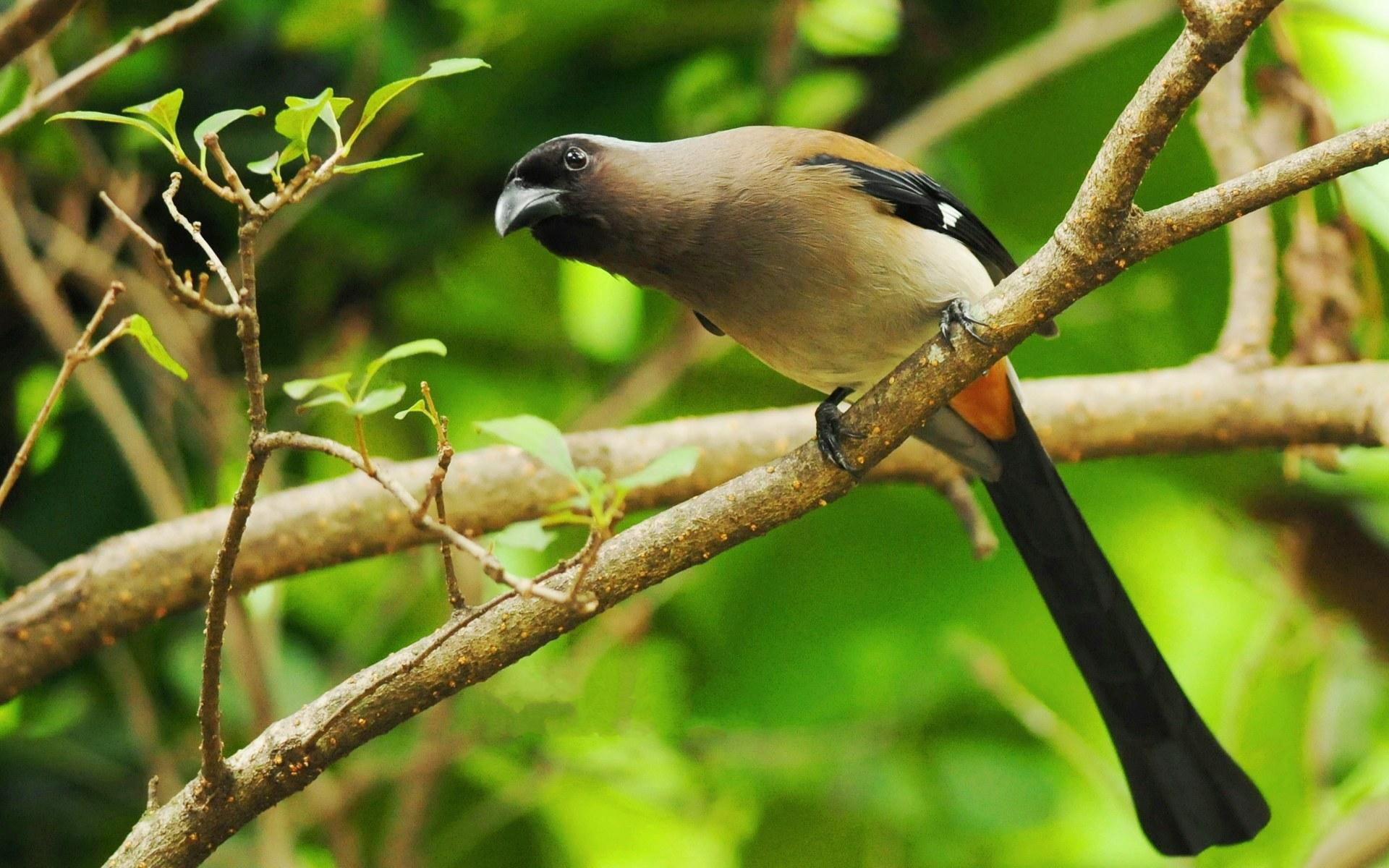 Téléchargez des papiers peints mobile Oiseau, Des Oiseaux, Animaux gratuitement.