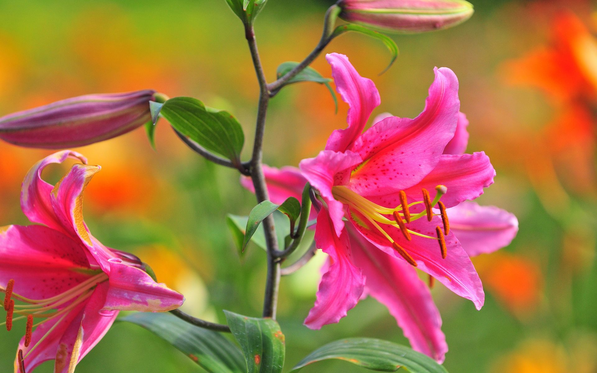 Laden Sie das Blumen, Blume, Nahansicht, Lilie, Erde/natur, Pinke Blume-Bild kostenlos auf Ihren PC-Desktop herunter