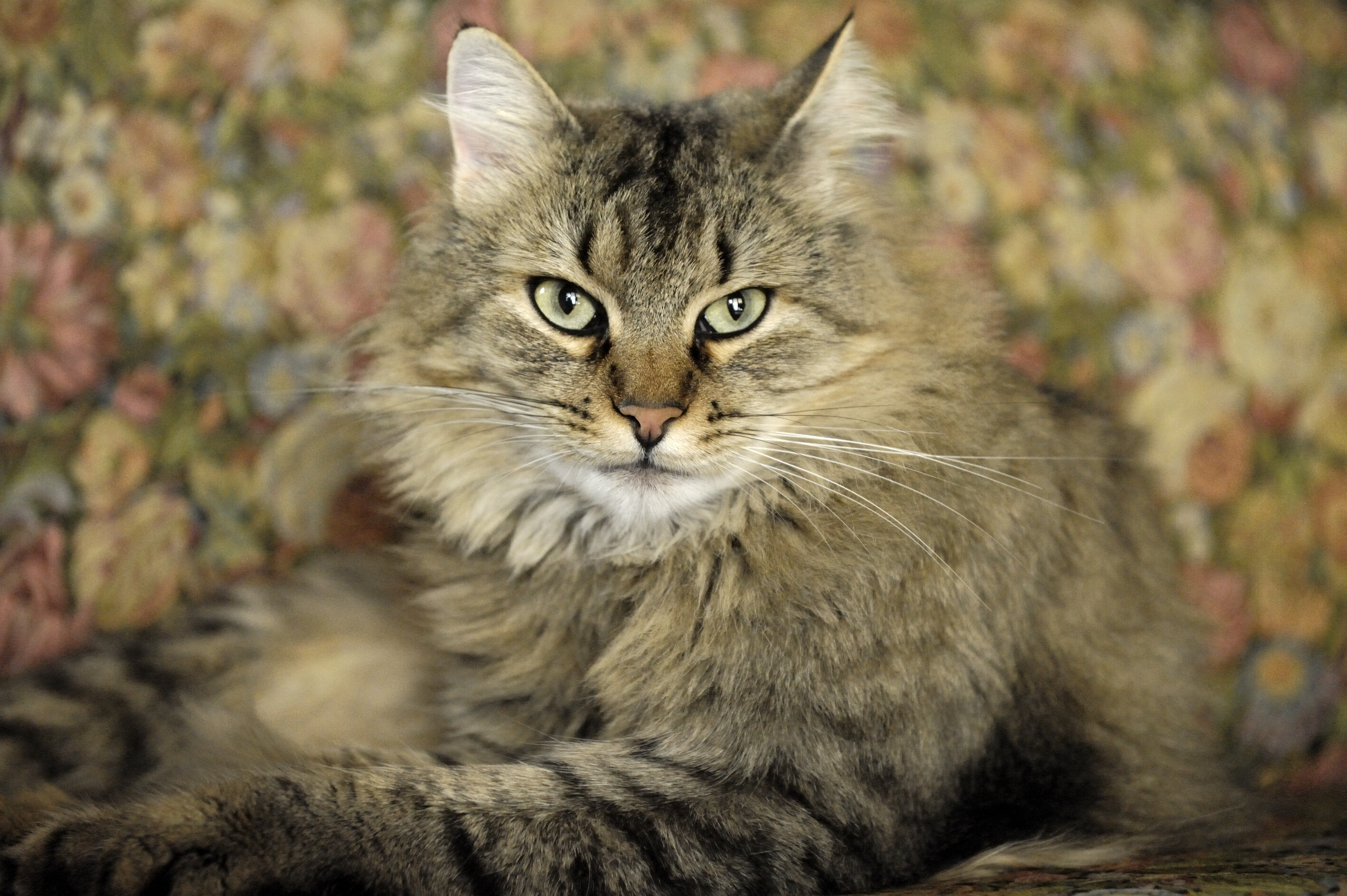 Baixe gratuitamente a imagem Animais, Gatos, Gato na área de trabalho do seu PC