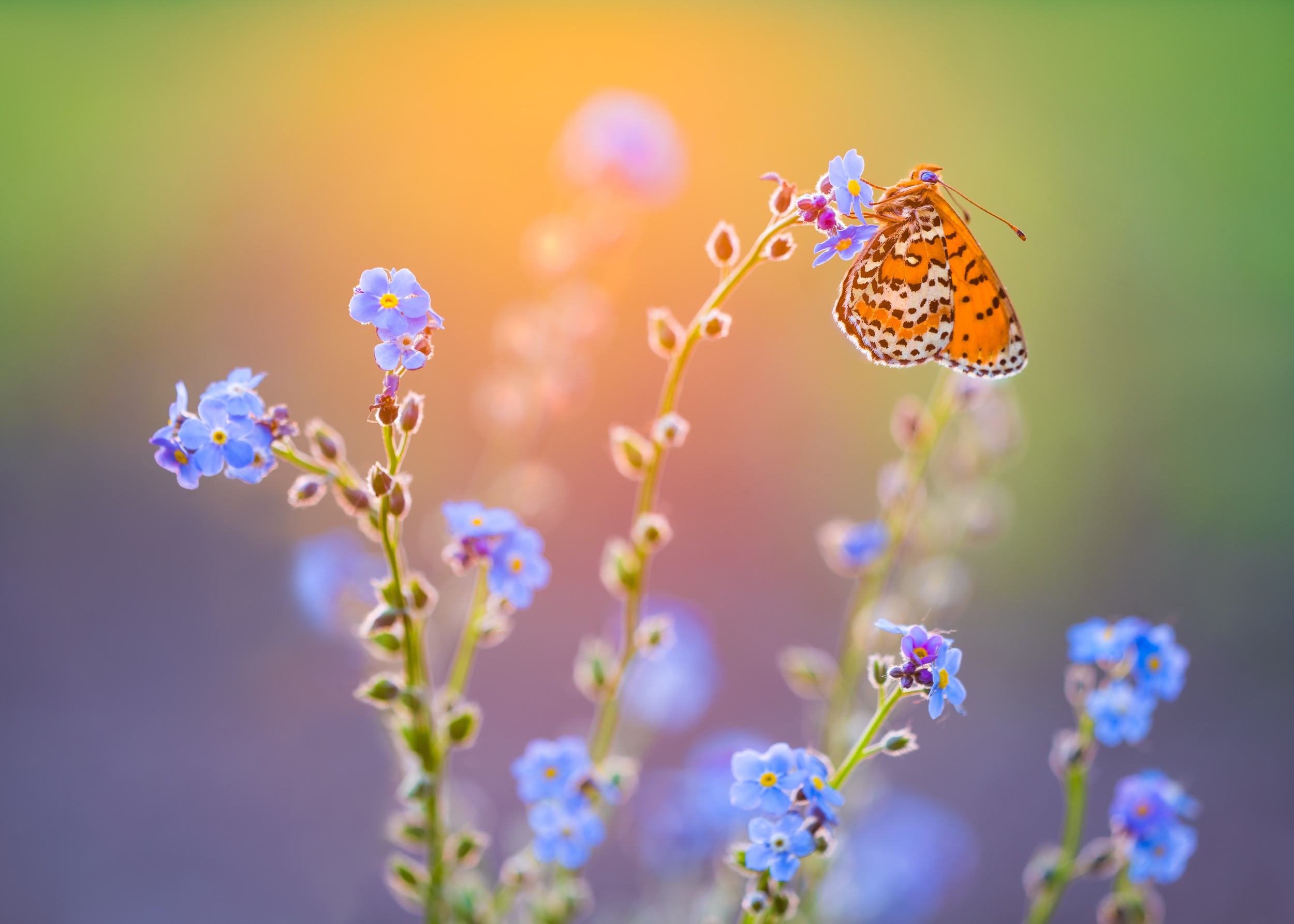 Free download wallpaper Flower, Macro, Insect, Butterfly, Animal, Blue Flower on your PC desktop