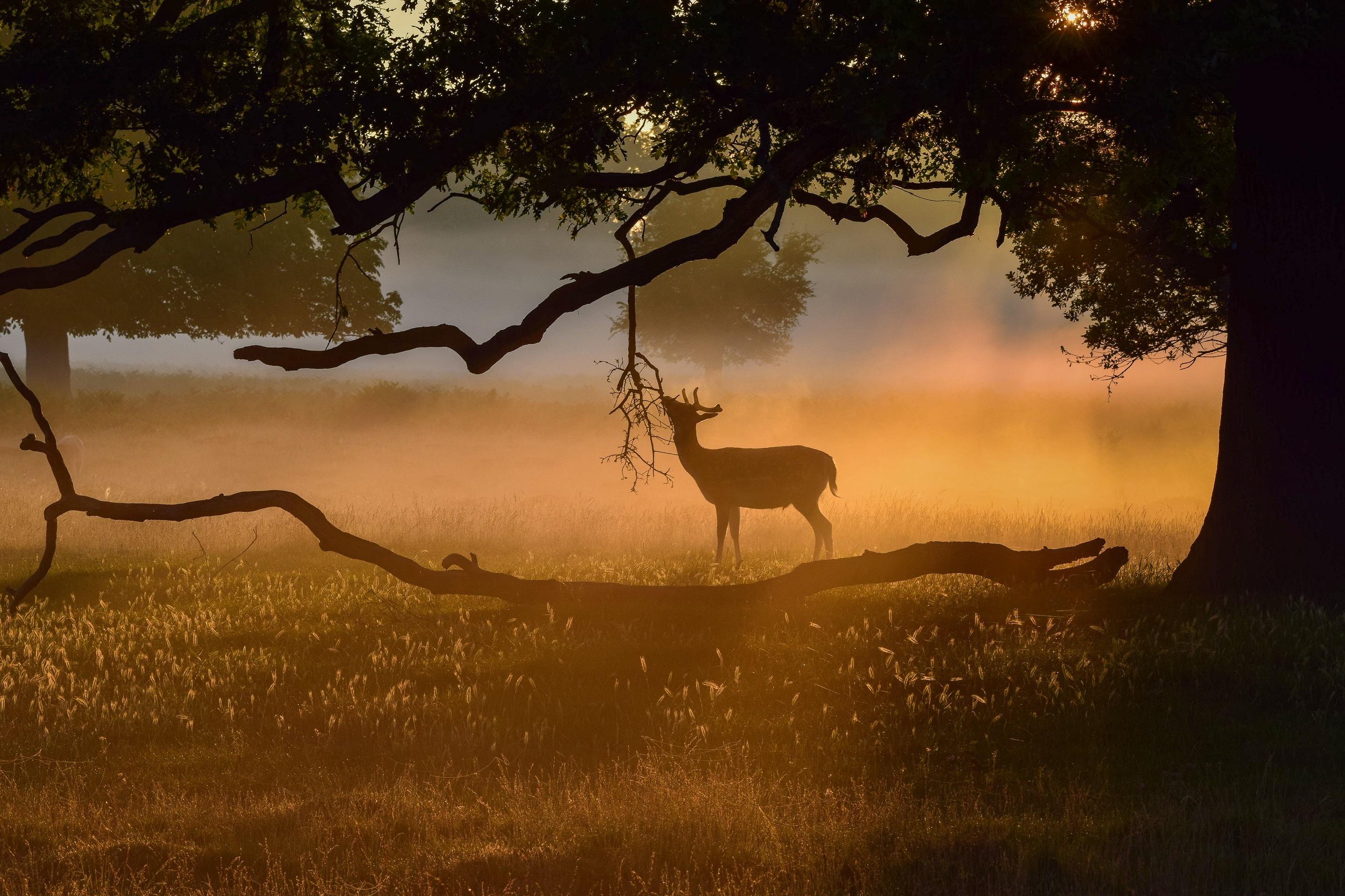 PCデスクトップに動物, 木, 鹿, シルエット, 霧, ブランチ画像を無料でダウンロード