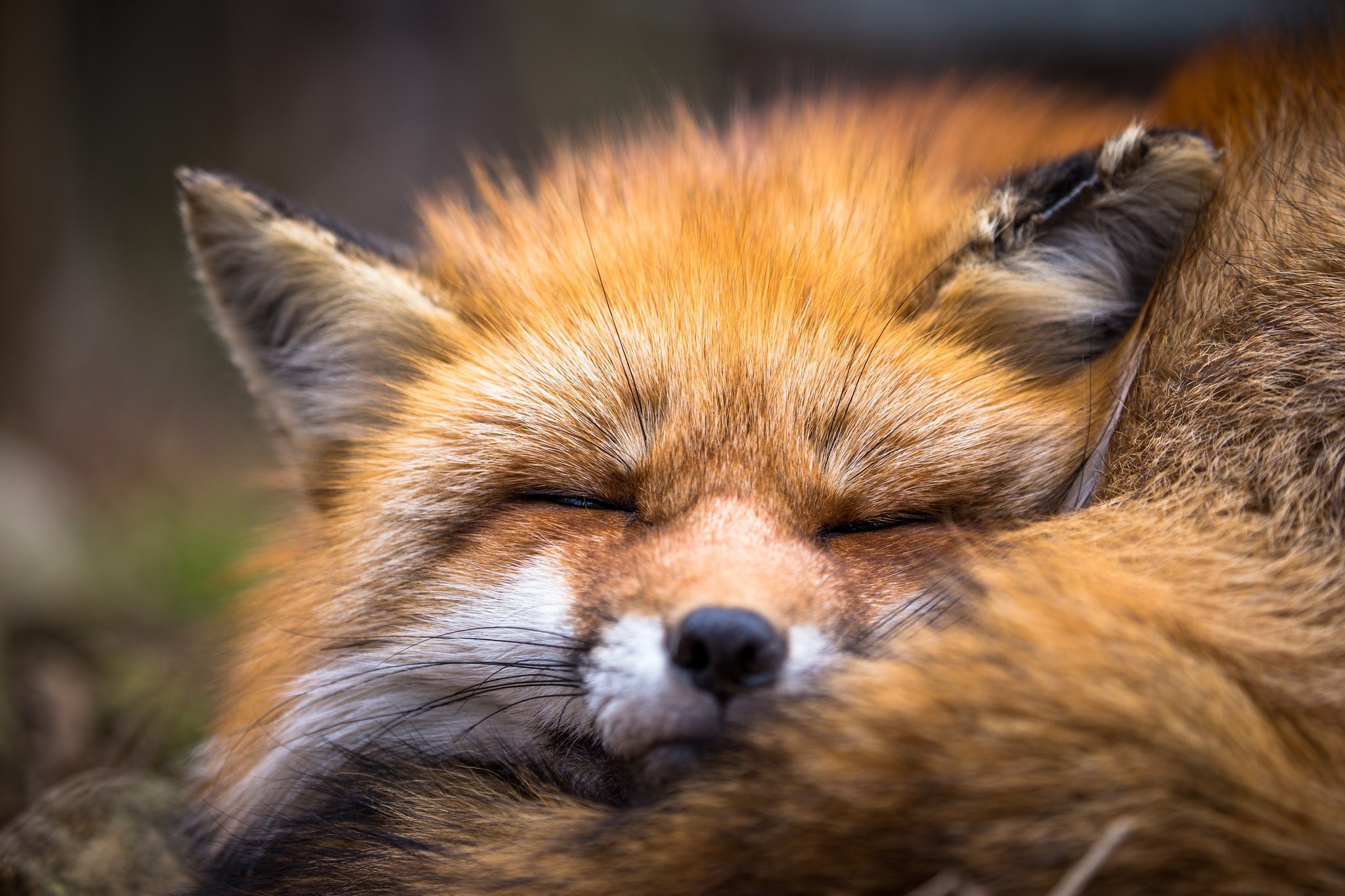 Free download wallpaper Fox, Animal, Sleeping on your PC desktop