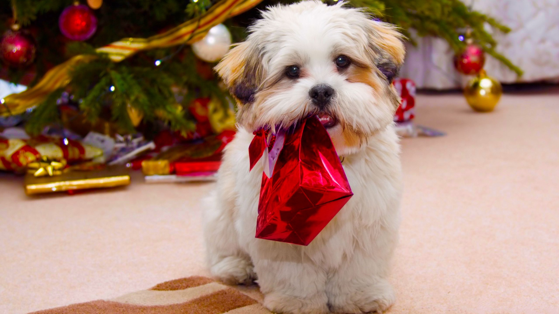 Handy-Wallpaper Feiertage, Weihnachten, Hund, Welpen, Weihnachtsschmuck kostenlos herunterladen.