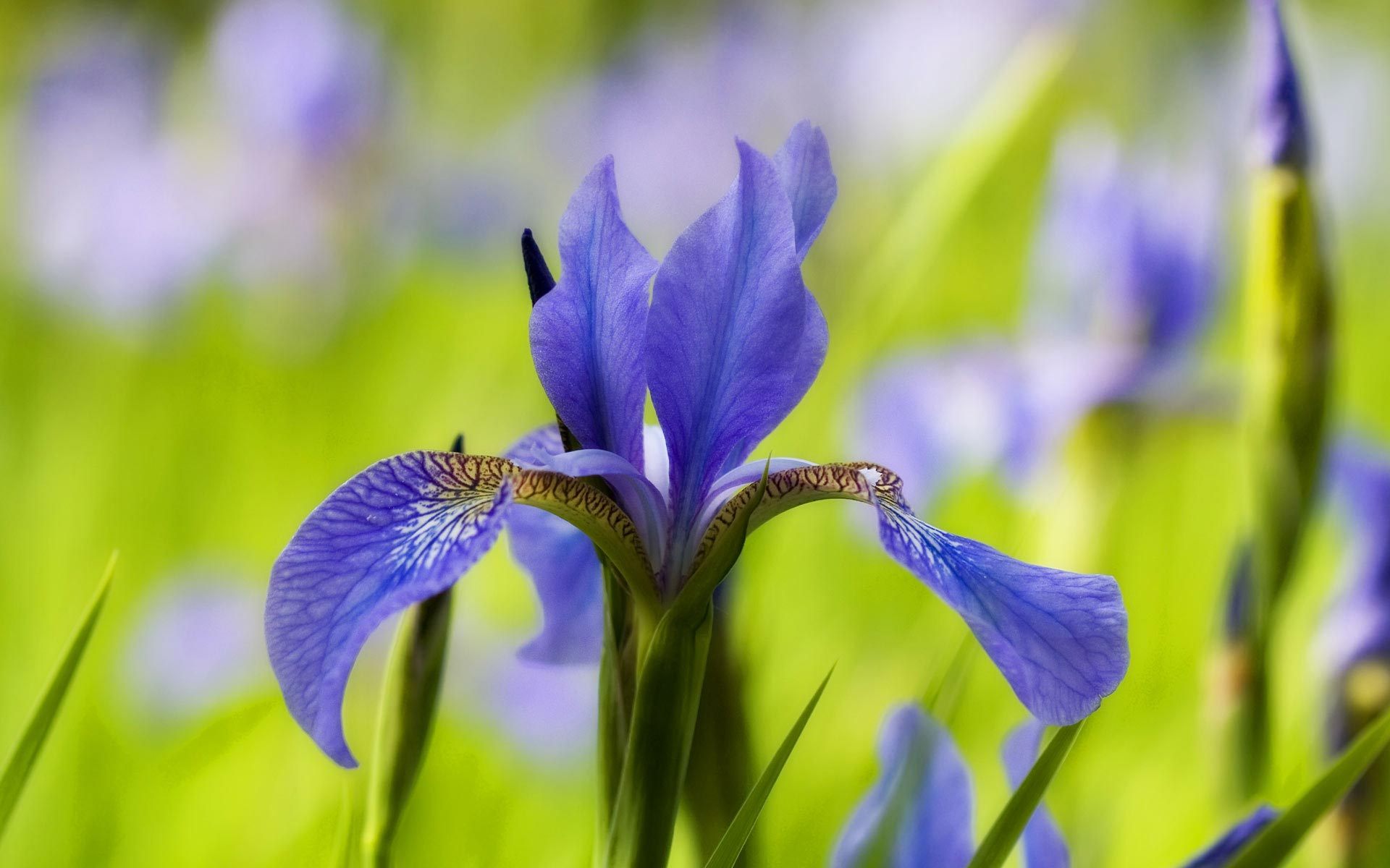 288552 descargar fondo de pantalla tierra/naturaleza, iris, flor, flor purpura, flores: protectores de pantalla e imágenes gratis