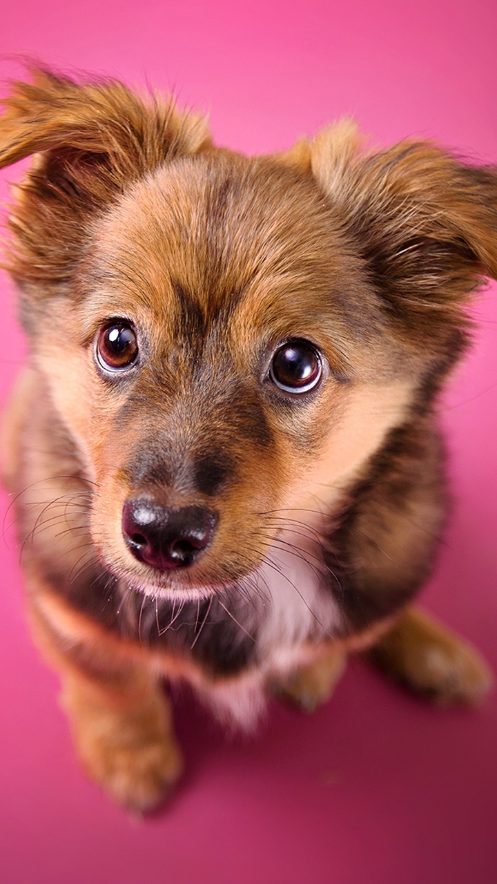 無料モバイル壁紙動物, 犬, 銃口, 子犬, 赤ちゃん動物をダウンロードします。