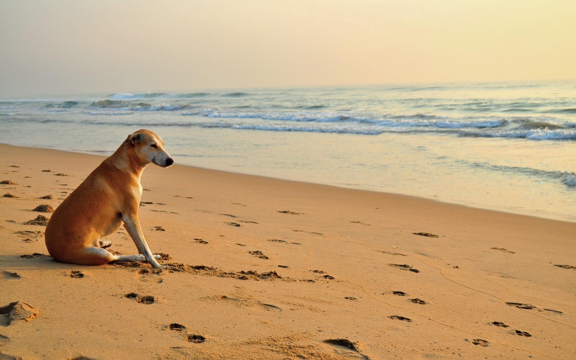 Скачать картинку Животные, Собаки, Пляж, Собака, Океан в телефон бесплатно.