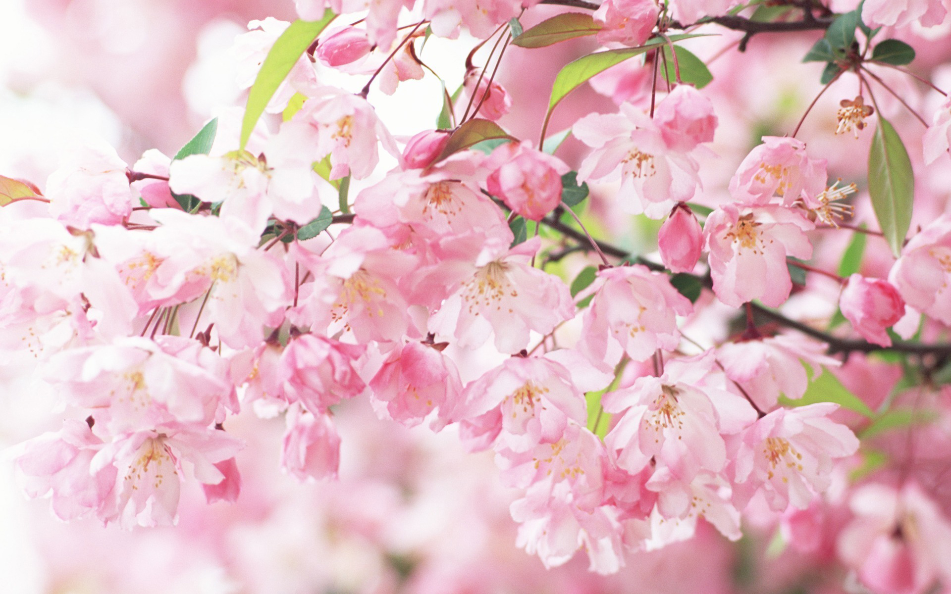 Laden Sie das Blumen, Pflanzen, Hintergrund-Bild kostenlos auf Ihren PC-Desktop herunter