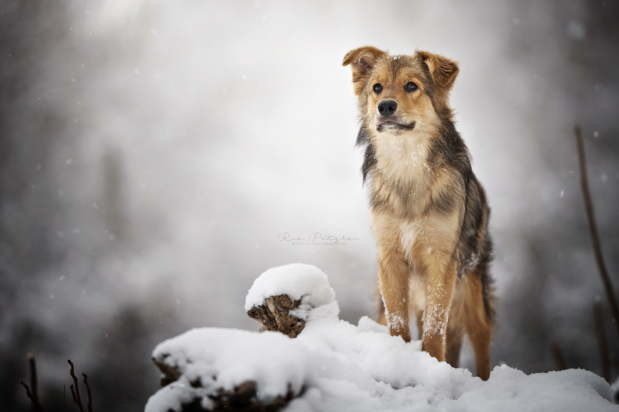 PCデスクトップに動物, 犬画像を無料でダウンロード