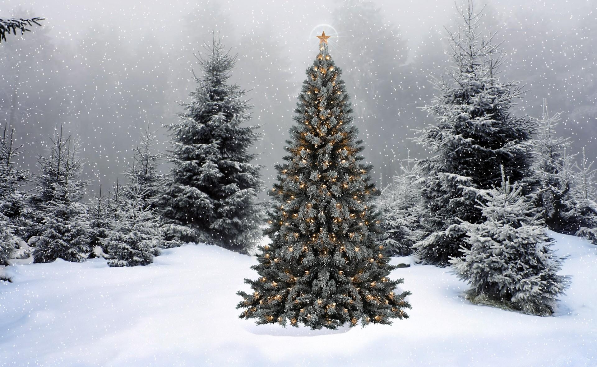 129884 скачать картинку снег, новый год, рождество, елки, гирлянды, зима, праздники, лес, звезда - обои и заставки бесплатно