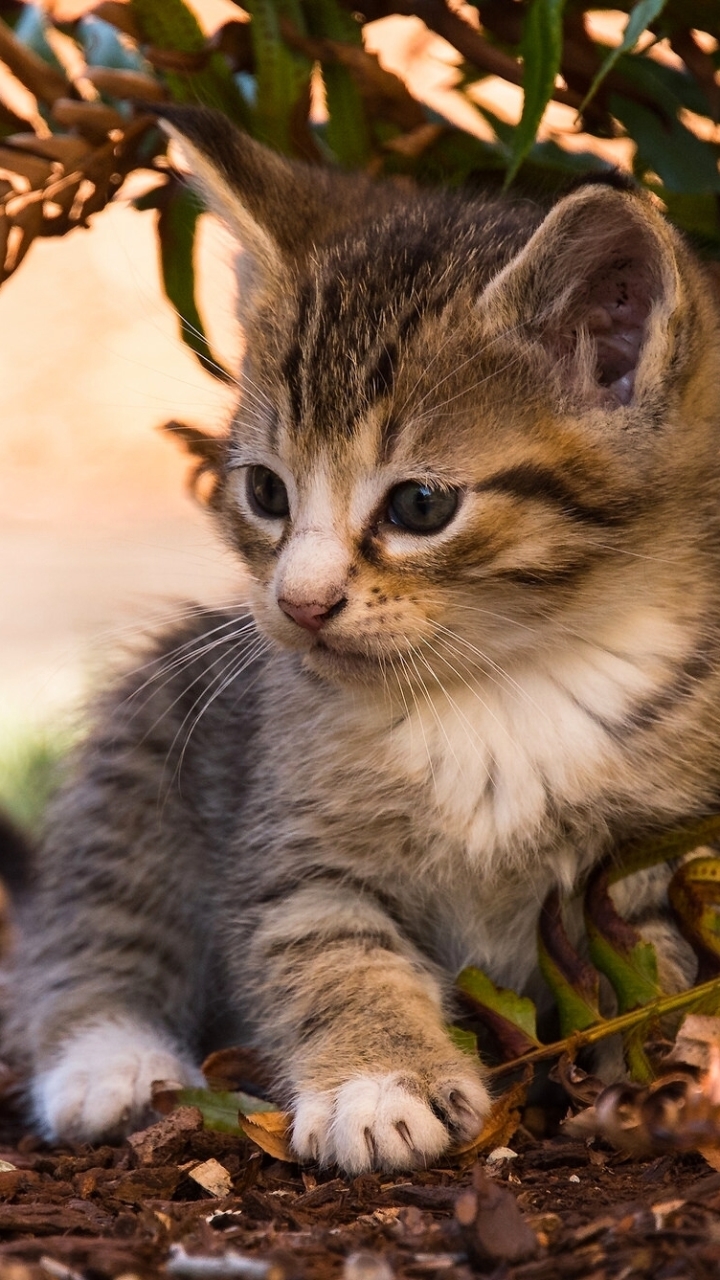 Download mobile wallpaper Cats, Fern, Cat, Kitten, Blur, Animal, Cute, Baby Animal for free.