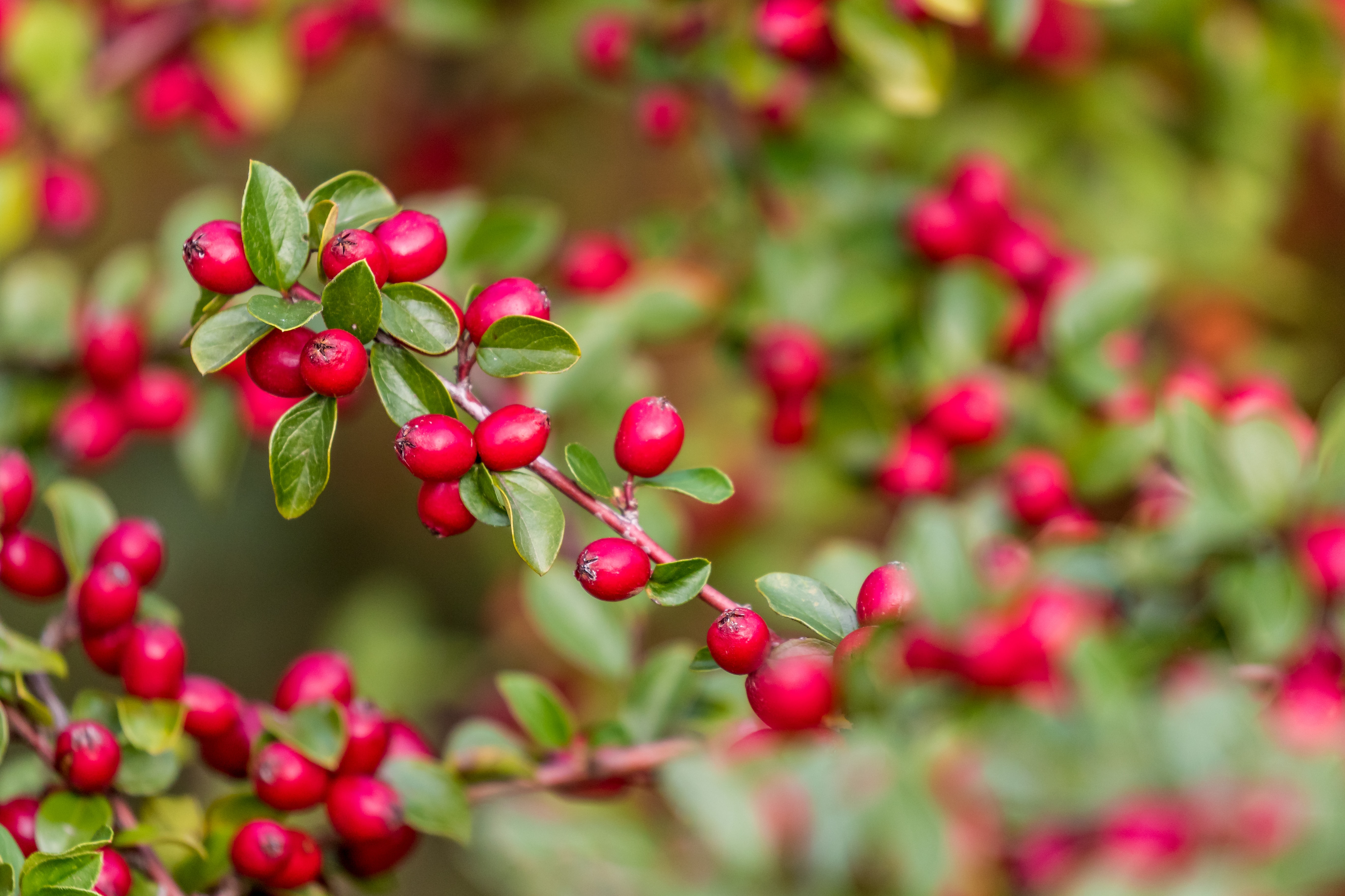 branch, leaves, nature, berries, red Full HD