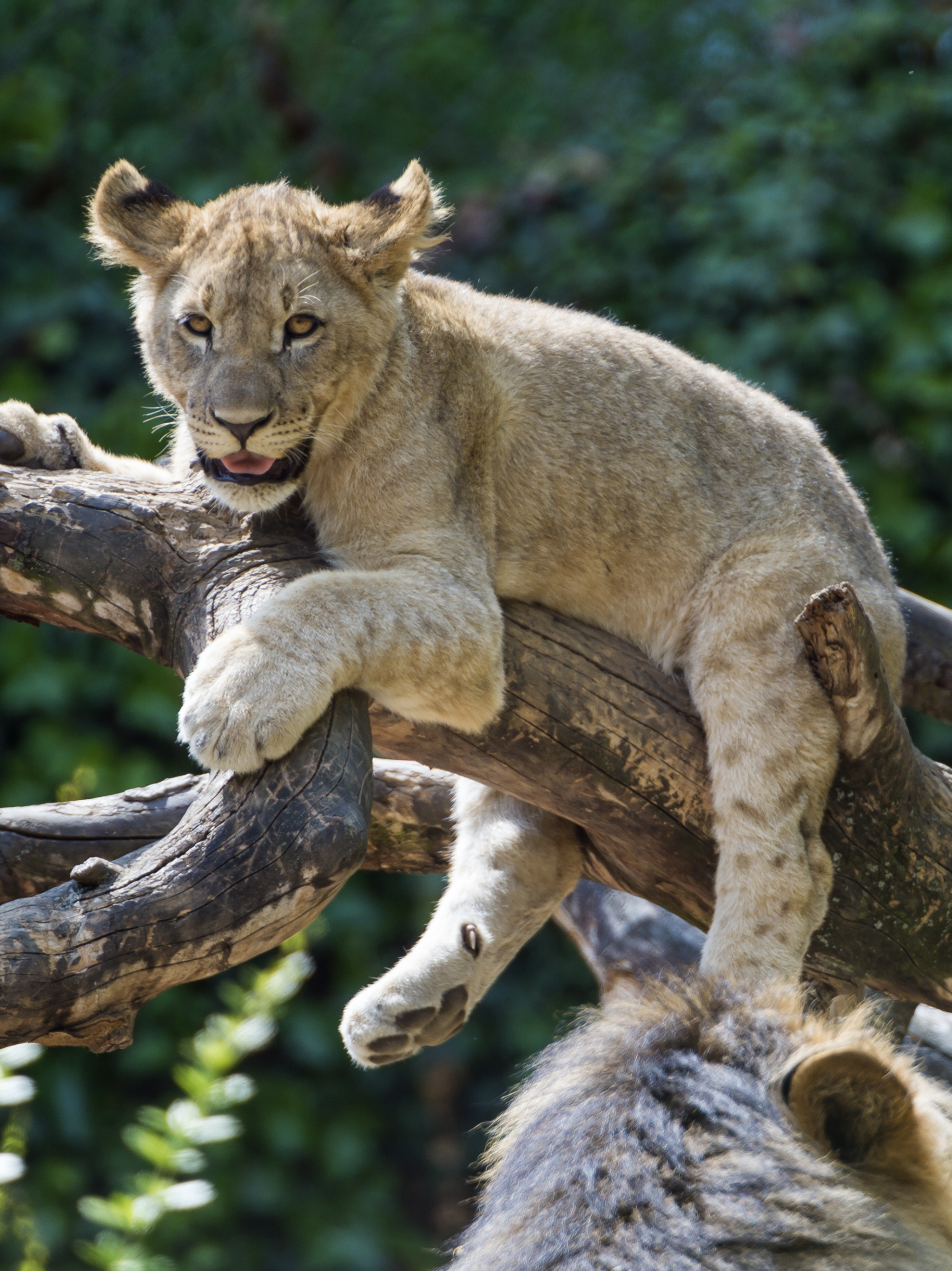 Téléchargez des papiers peints mobile Animaux, Chats, Lion gratuitement.