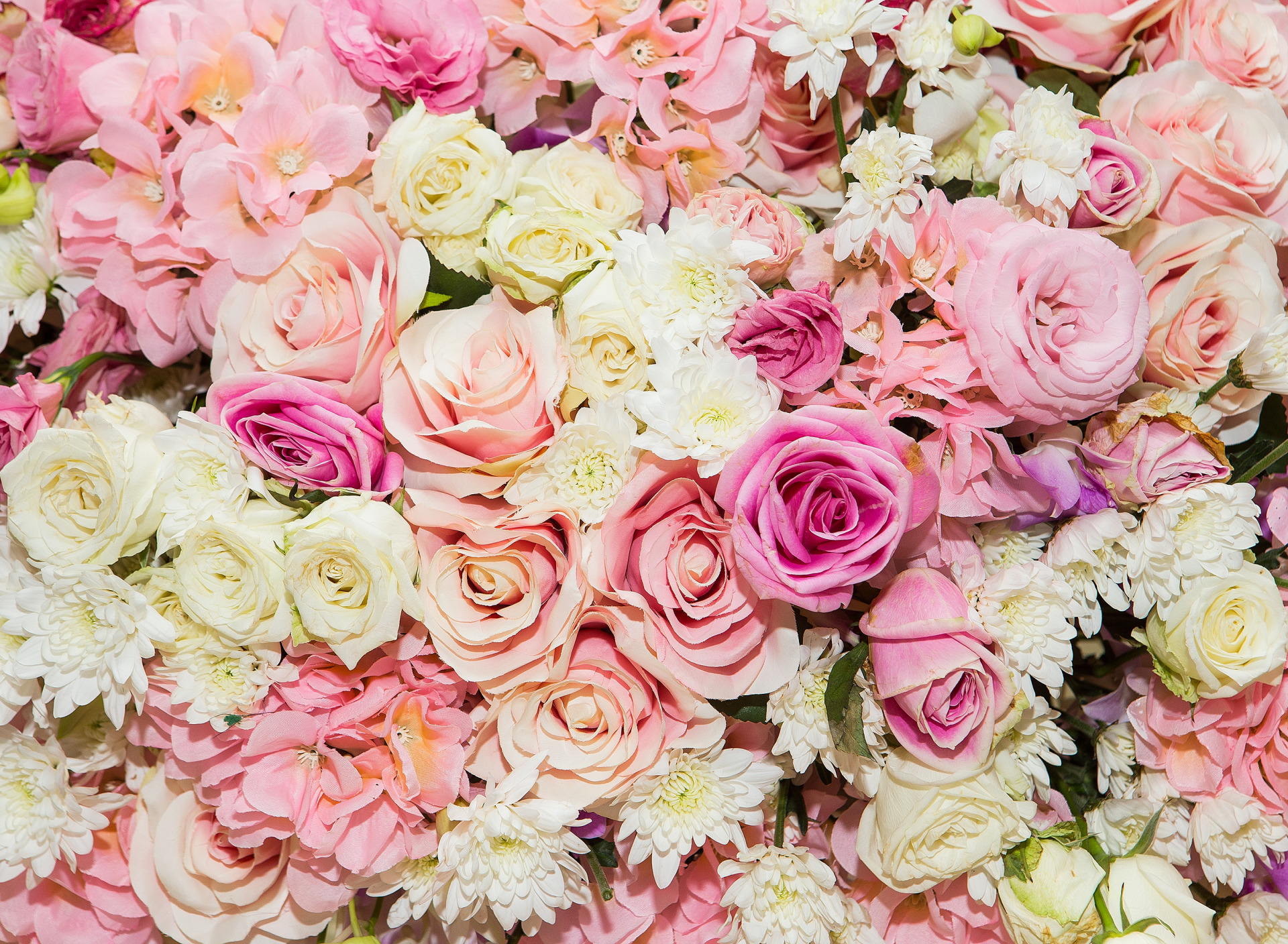 Descarga gratis la imagen Flores, Rosa, Flor, Flor Rosa, Pastel, Flor Blanca, Flor Purpura, Tierra/naturaleza en el escritorio de tu PC
