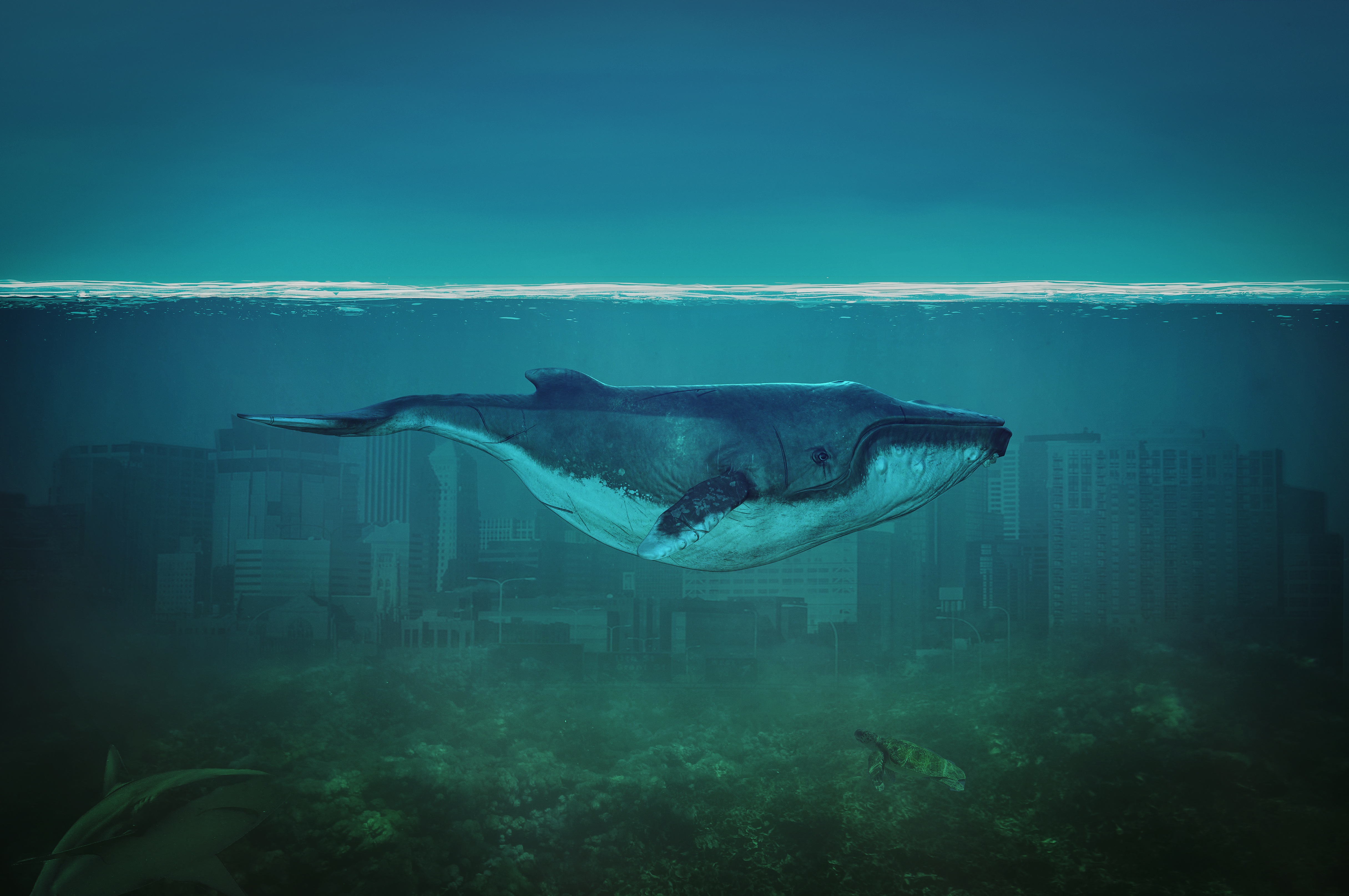 401448 descargar imagen tortuga, fantasía, ballena, ciudad, océano, tiburón, animales de fantasía: fondos de pantalla y protectores de pantalla gratis