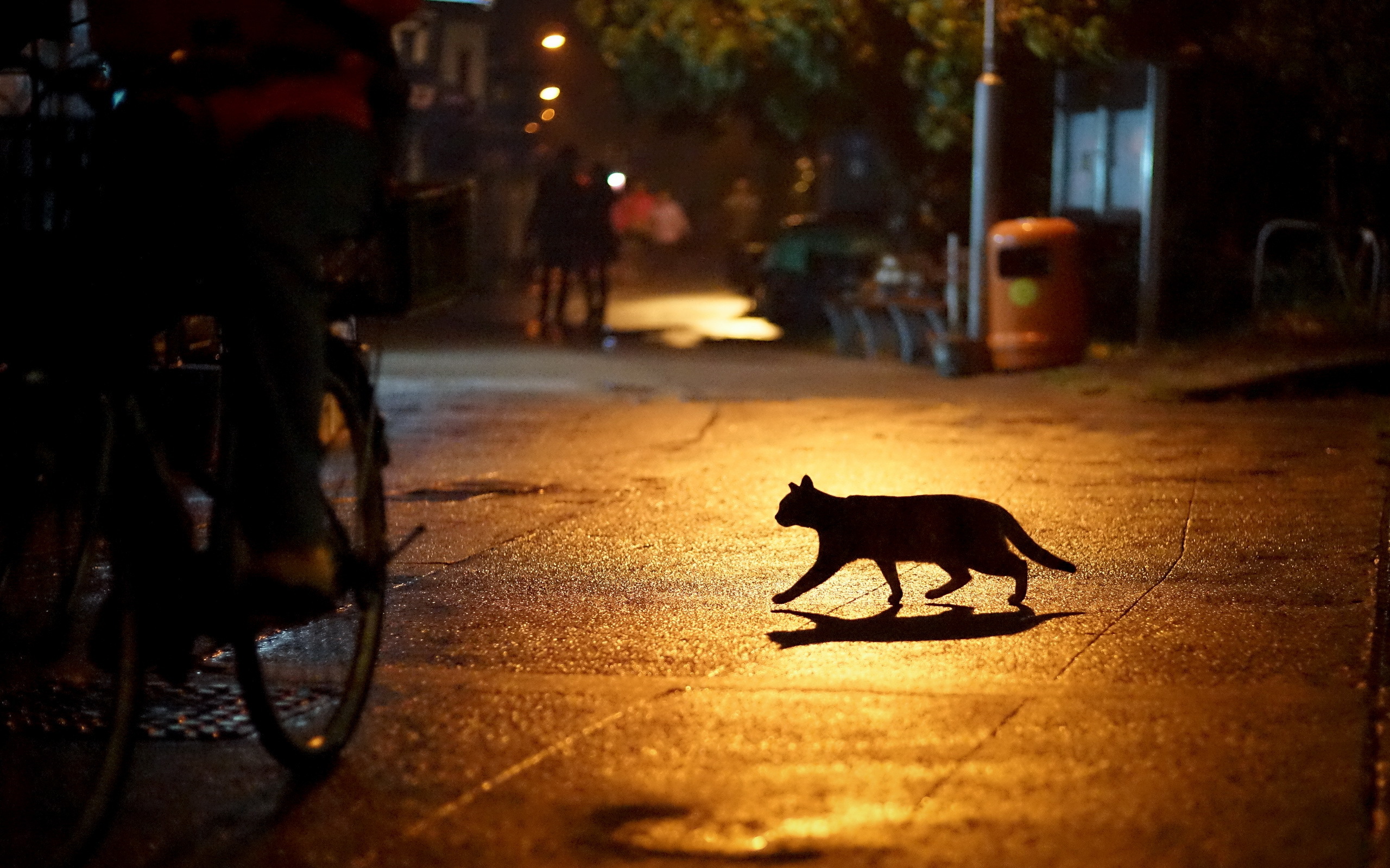 Baixe gratuitamente a imagem Gato, Gatos, Animais na área de trabalho do seu PC