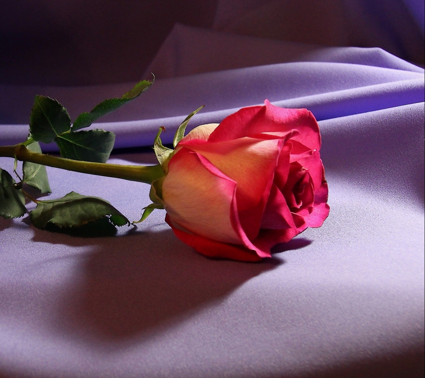 Скачать обои бесплатно Цветок, Роза, Земля/природа, Розовая Роза, Флауэрсы картинка на рабочий стол ПК