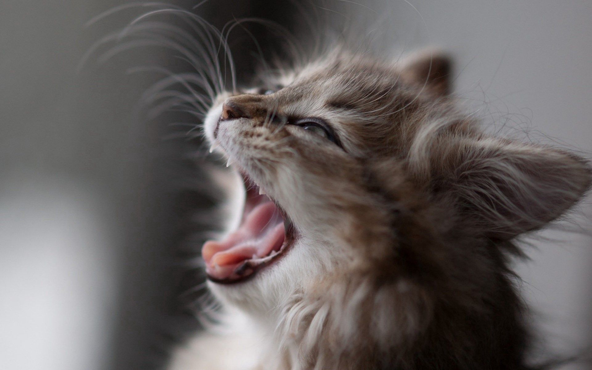 animals, fluffy, kitty, kitten, muzzle, to yawn, yawn, wool