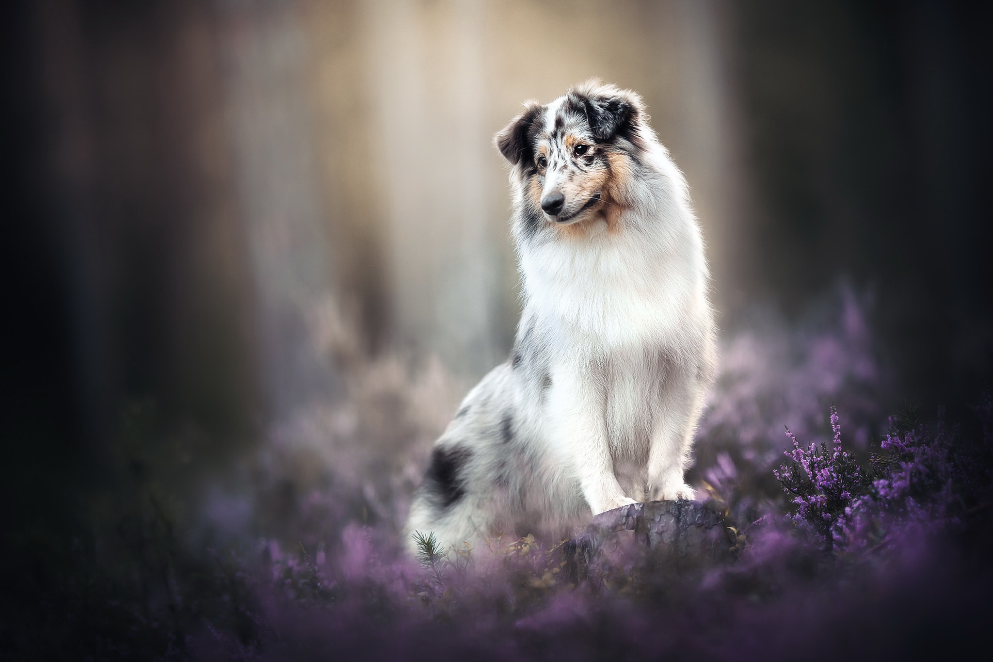 Download mobile wallpaper Dogs, Dog, Animal, Border Collie for free.