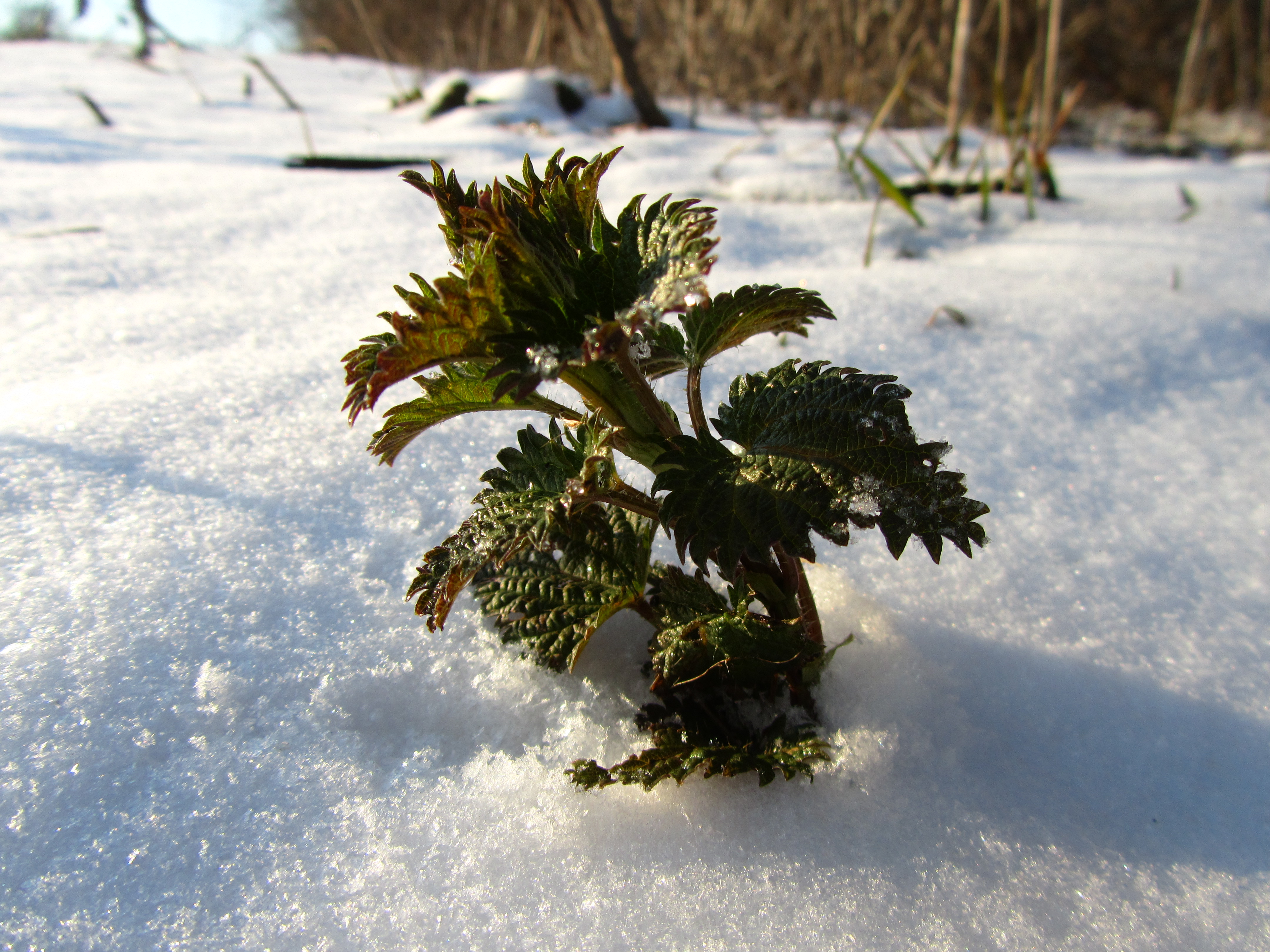 Téléchargez gratuitement l'image Plante, Terre/nature sur le bureau de votre PC