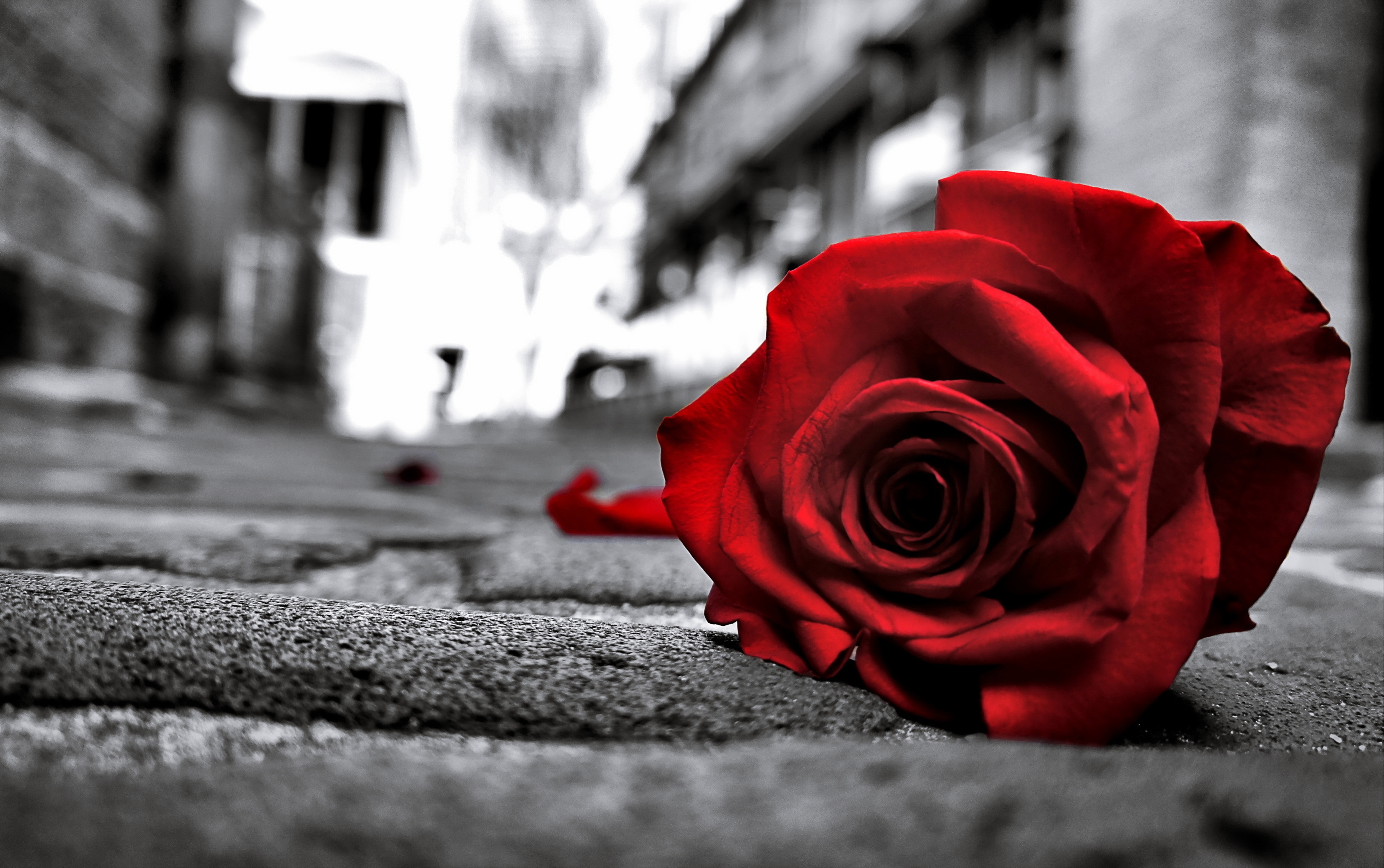無料モバイル壁紙赤い花, 赤いバラ, フラワーズ, 道, 花, 薔薇, 地球をダウンロードします。