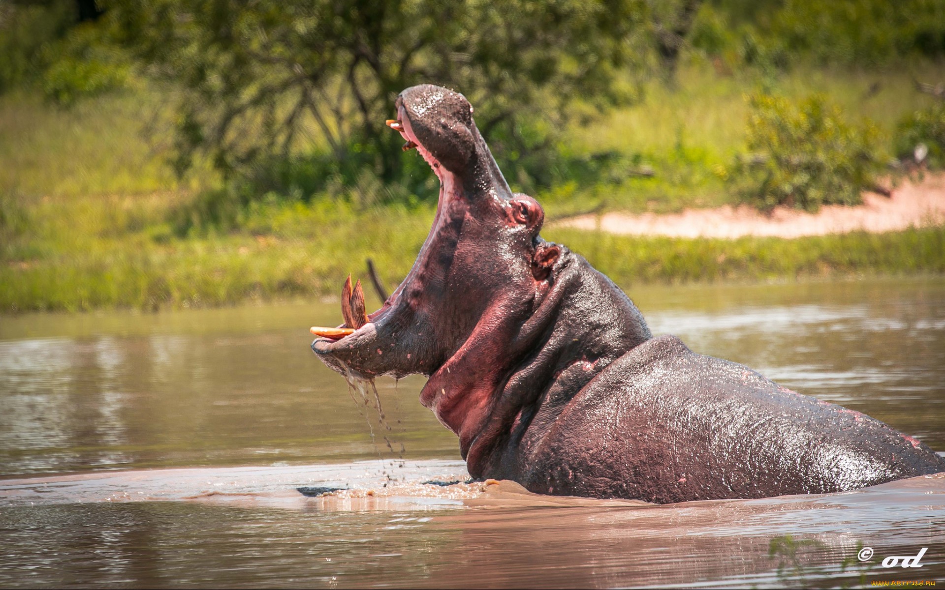 617554 descargar fondo de pantalla animales, hipopótamo: protectores de pantalla e imágenes gratis
