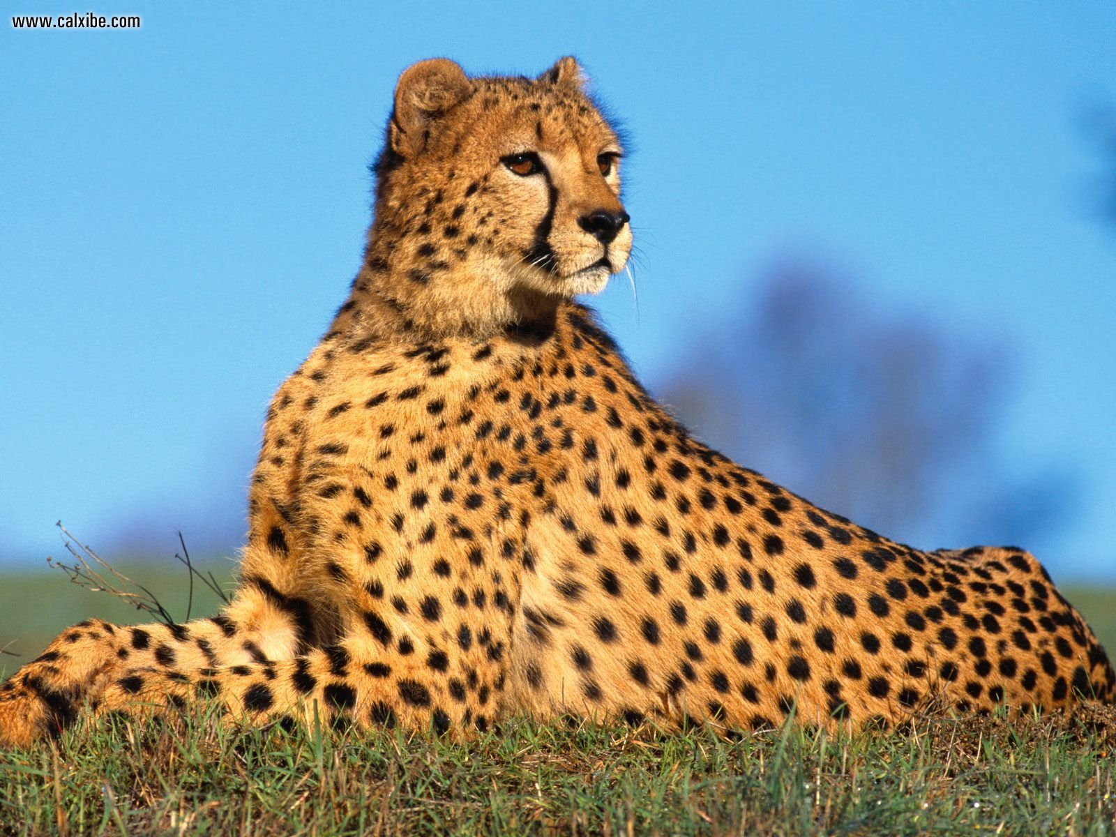 180213 Hintergrundbild herunterladen gepard, tiere, katzen - Bildschirmschoner und Bilder kostenlos