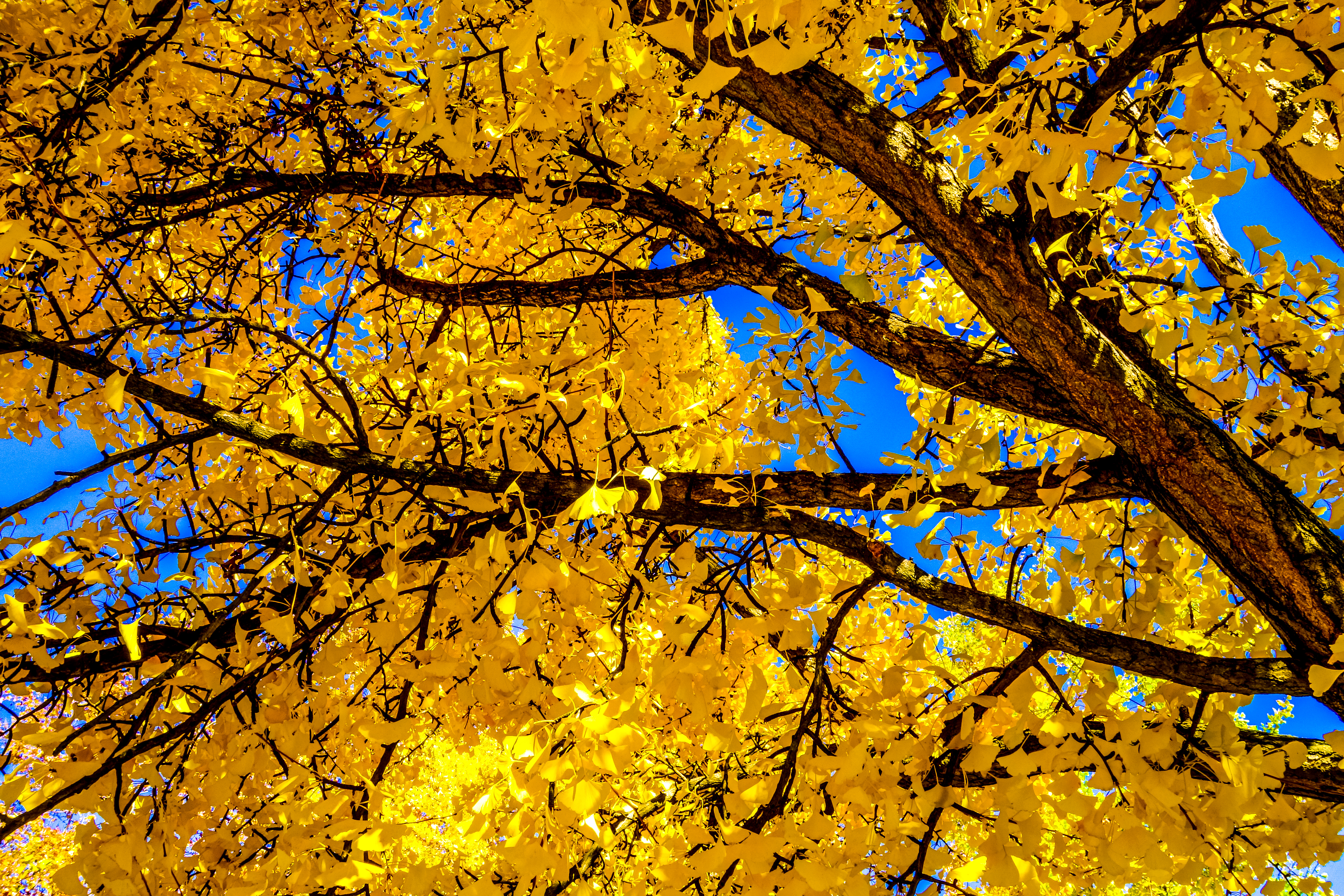 Скачать картинку Деревья, Осень, Дерево, Ветка, Листва, Жёлтый, Земля/природа в телефон бесплатно.